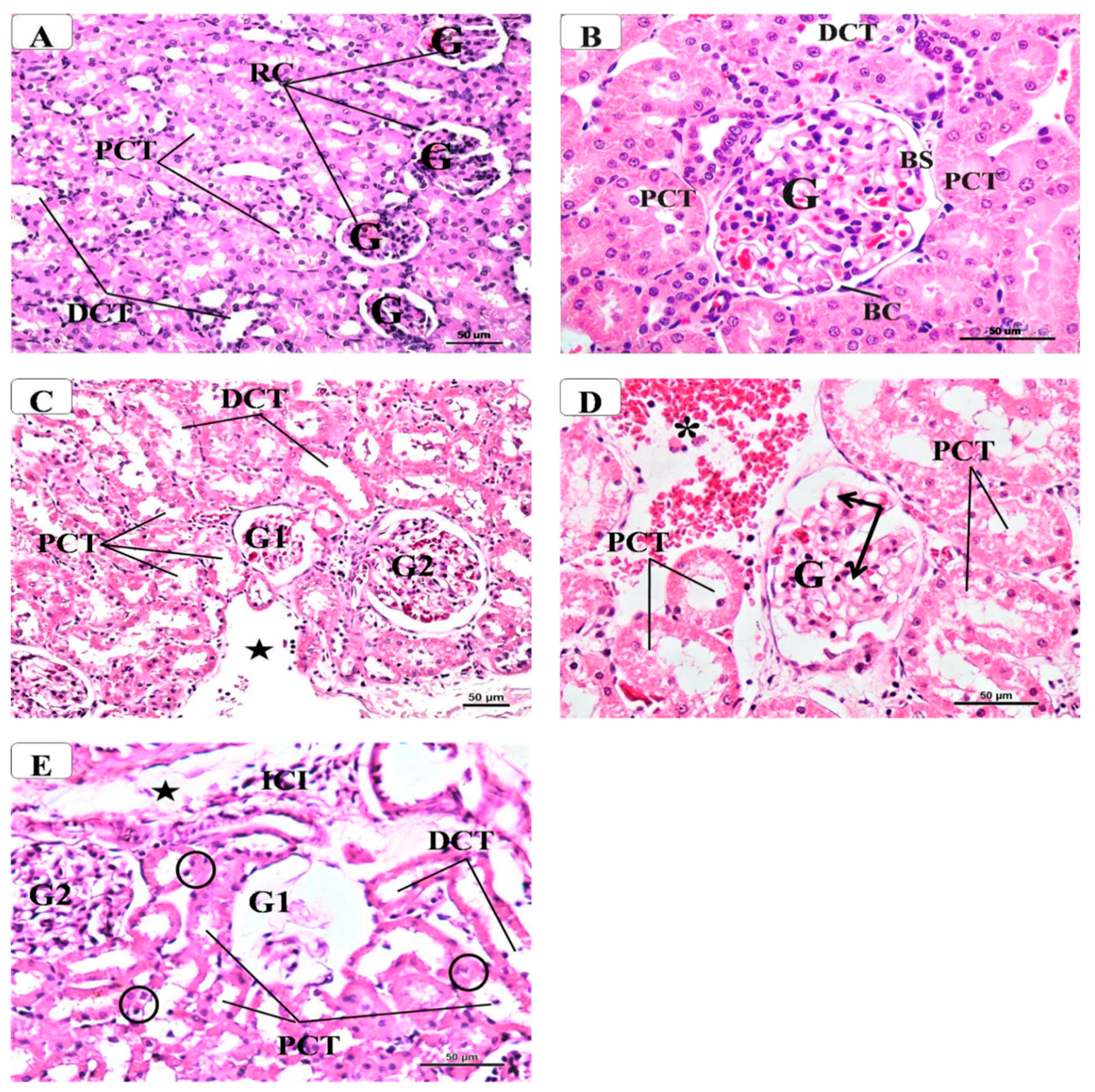 Molecules 26 00866 g002 Molecules 26 00866 g002