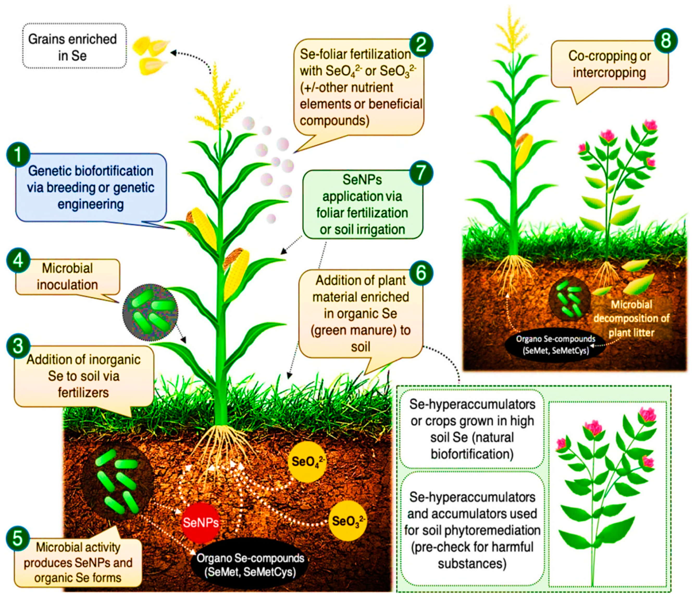 Molecules 26 00881 g004