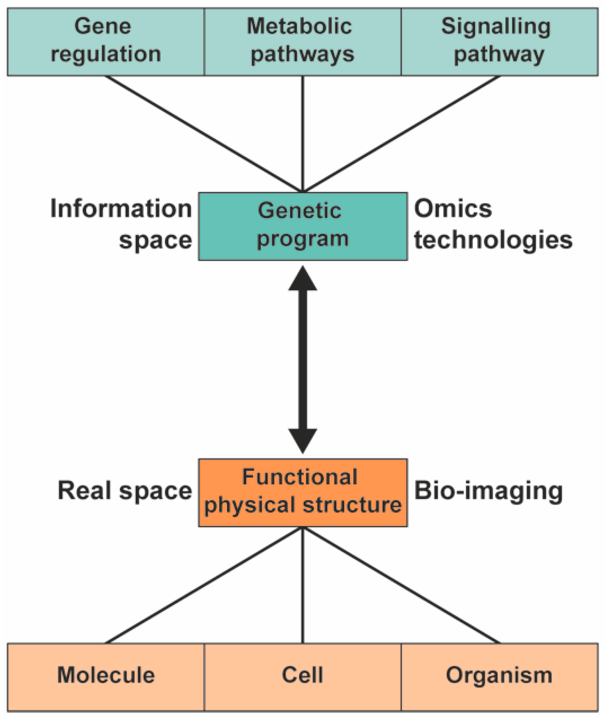 Molecules 26 00931 g001
