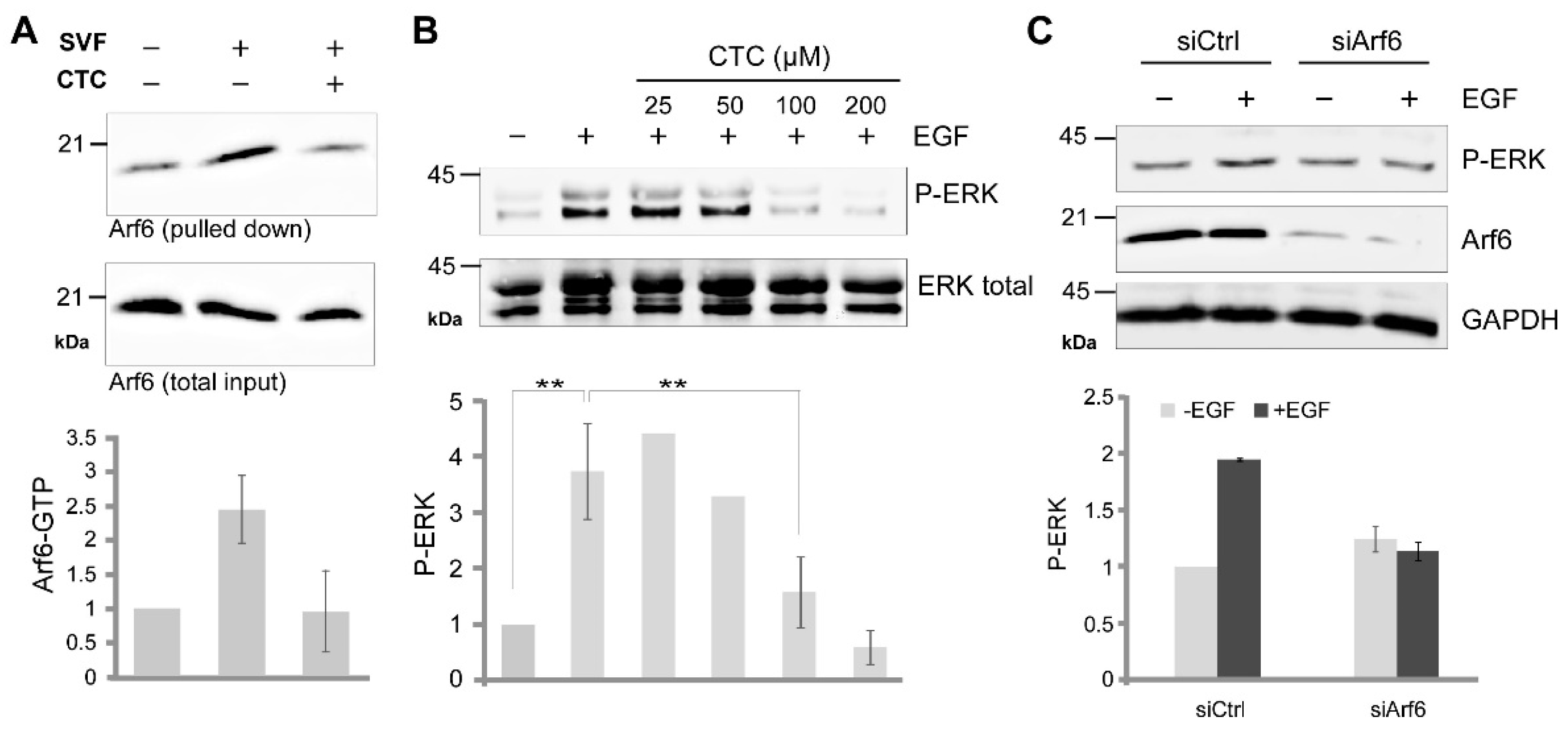 Molecules 26 00969 g005 Molecules 26 00969 g005