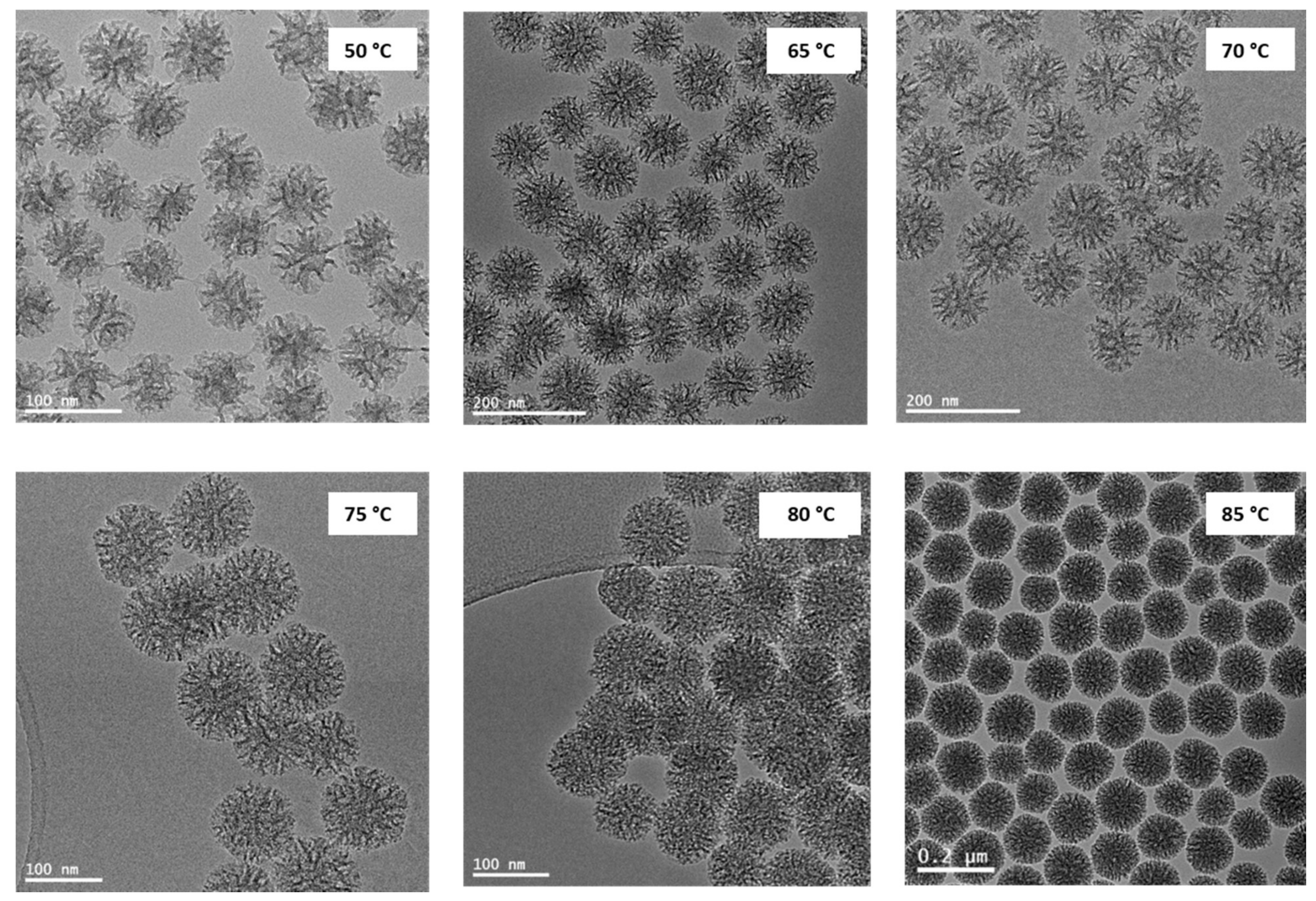 Molecules 26 00971 g001