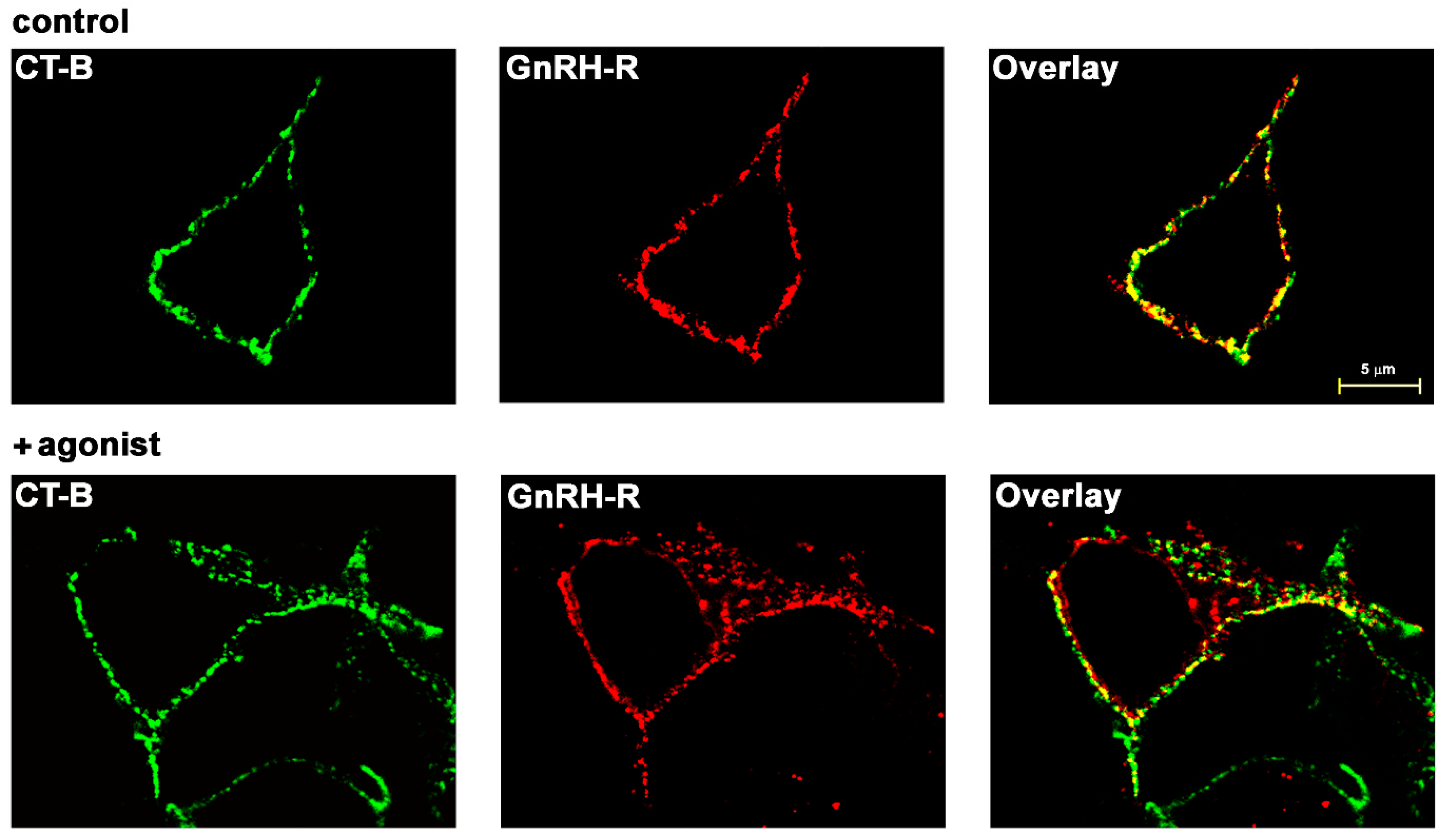 Molecules 26 00973 g001