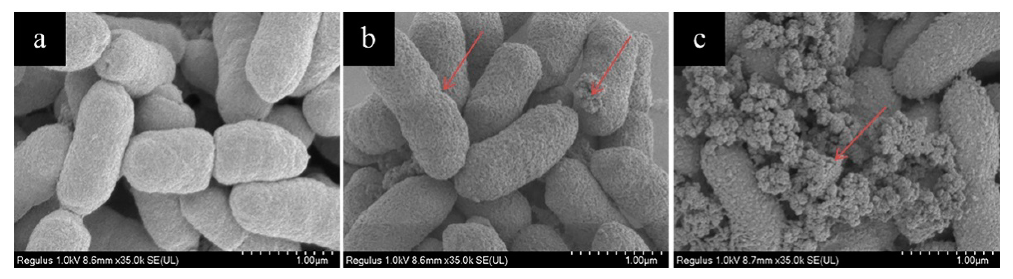 Molecules 26 01012 g002