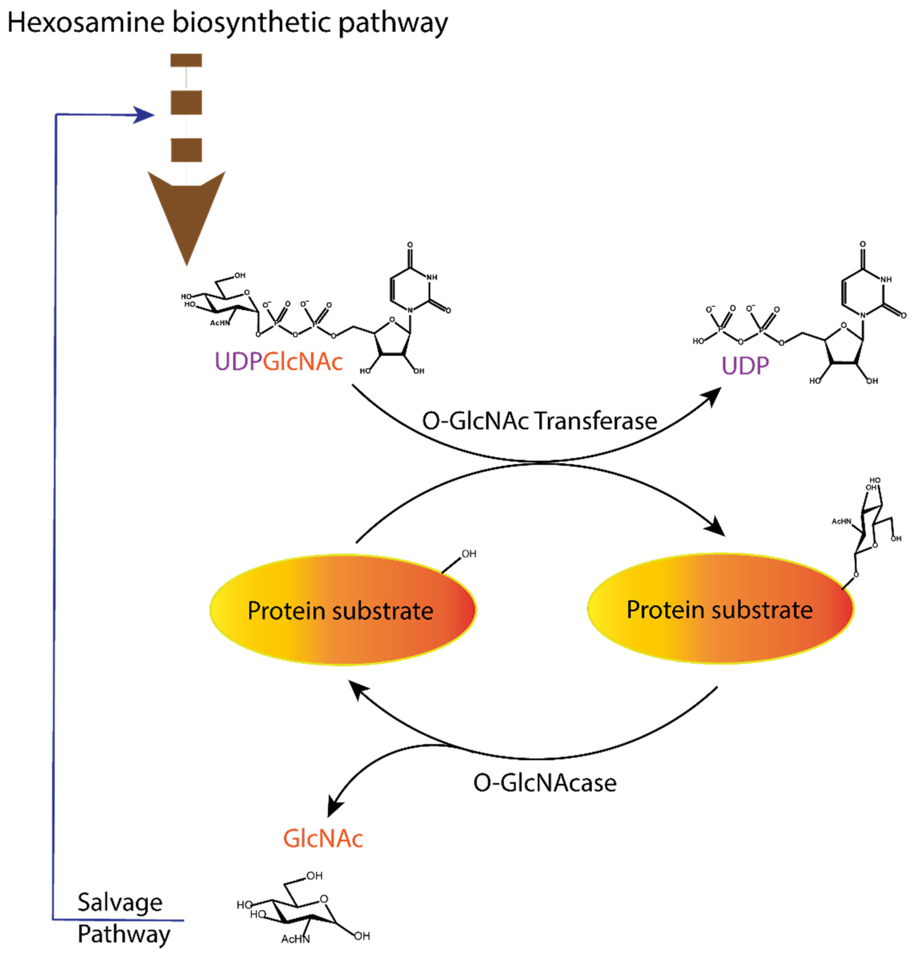 Molecules 26 01037 g001
