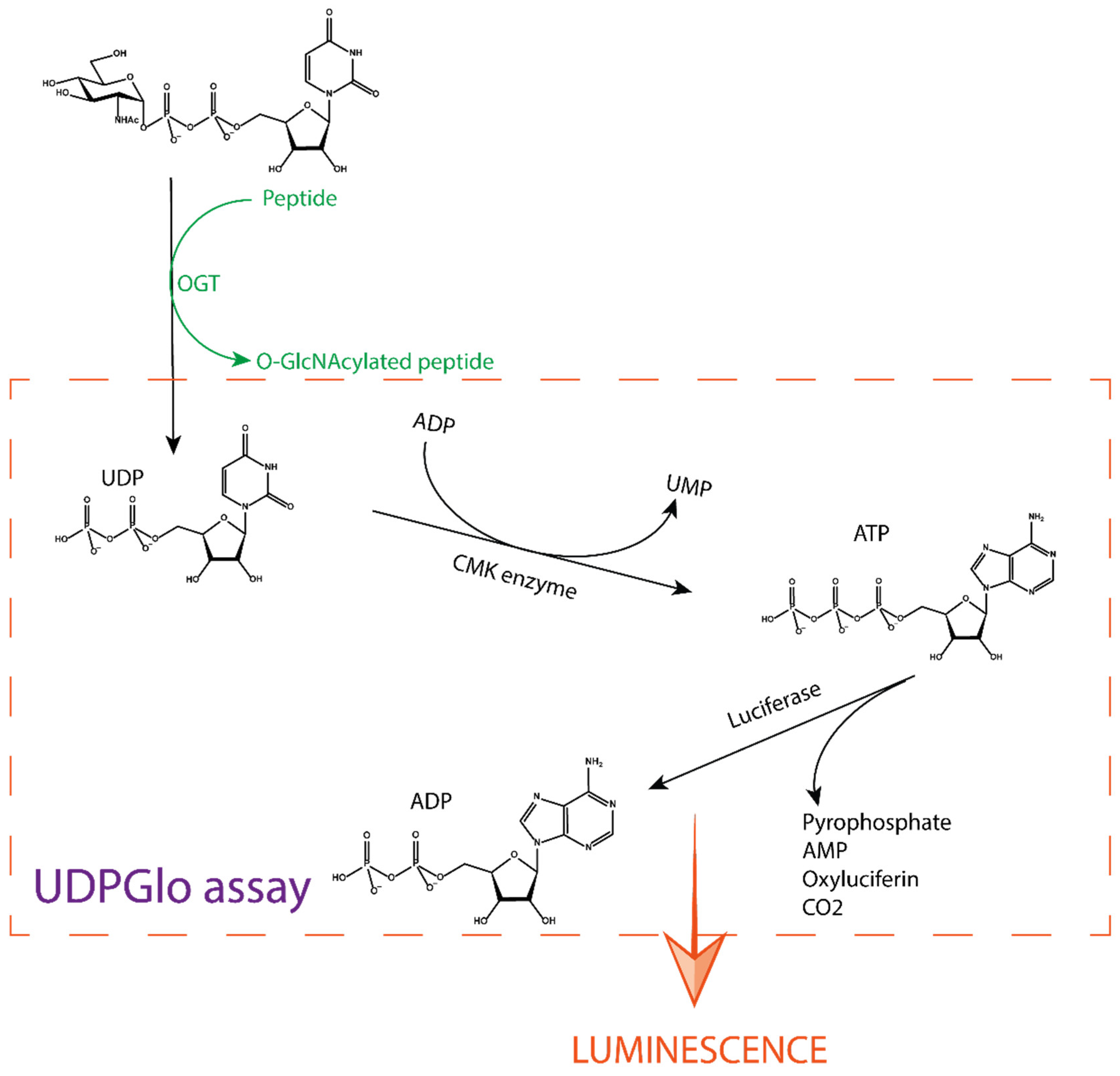 Molecules 26 01037 g004