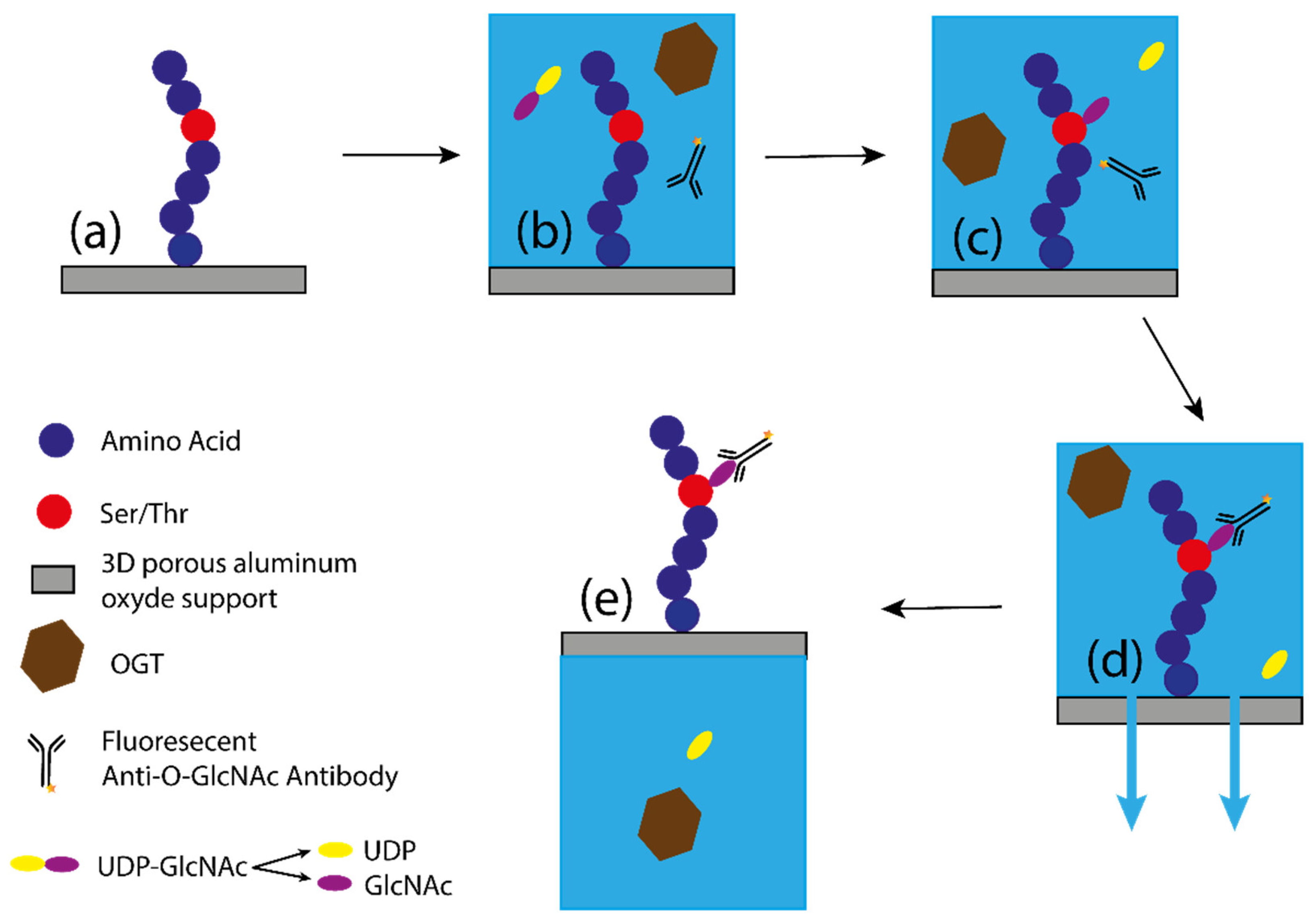Molecules 26 01037 g009