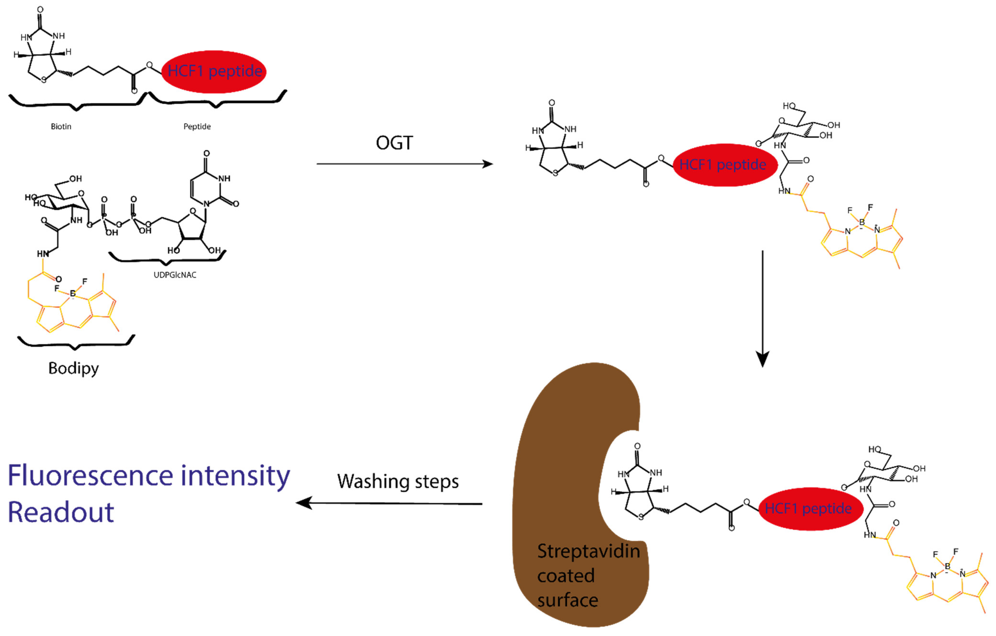 Molecules 26 01037 g012