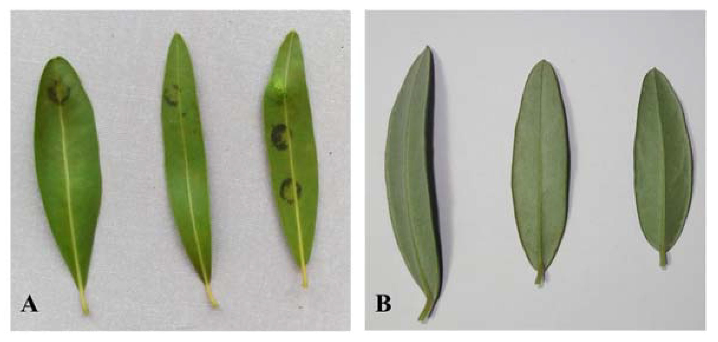 Molecules 26 01043 g001 Molecules 26 01043 g001