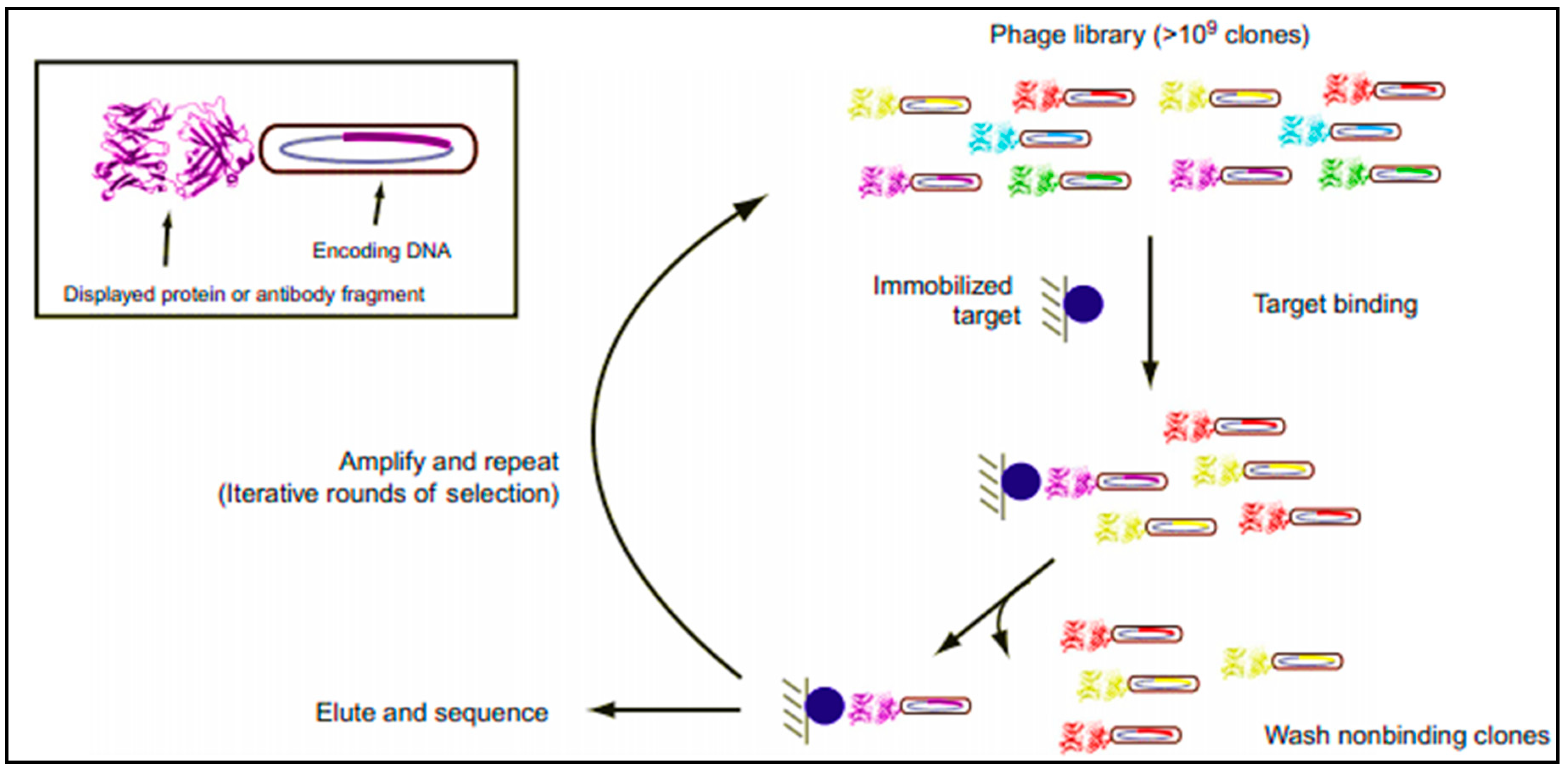 Molecules 26 01058 sch001