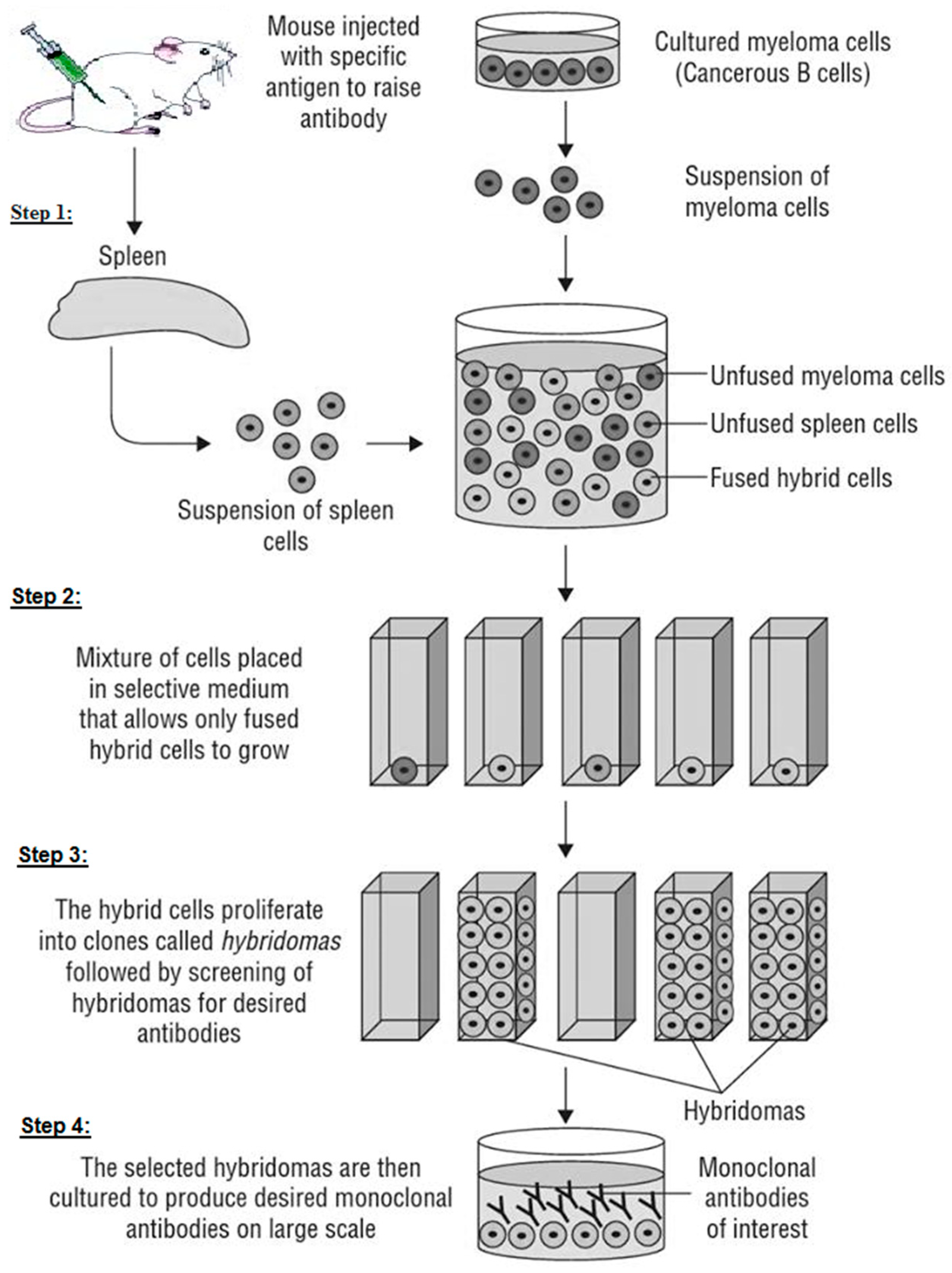 Molecules 26 01058 sch002