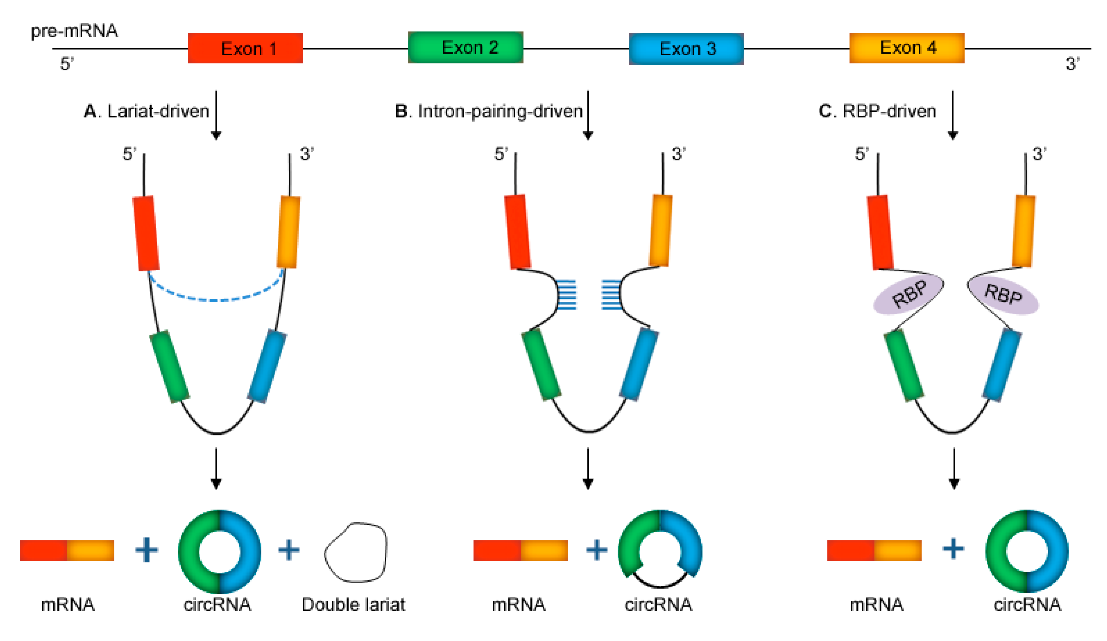Molecules 26 01155 g001