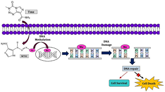 Molecules 26 01169 g001