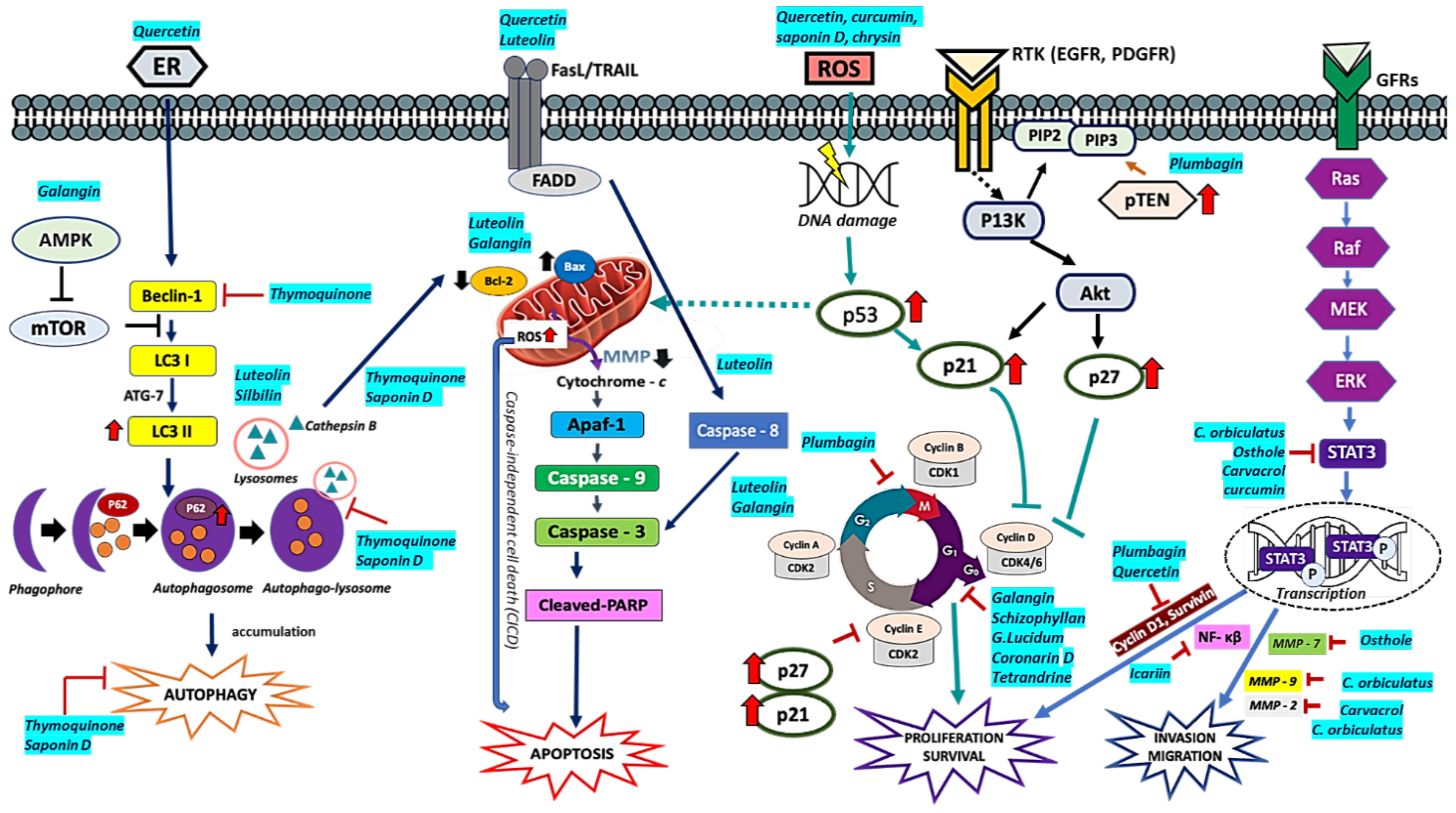 Molecules 26 01169 g003