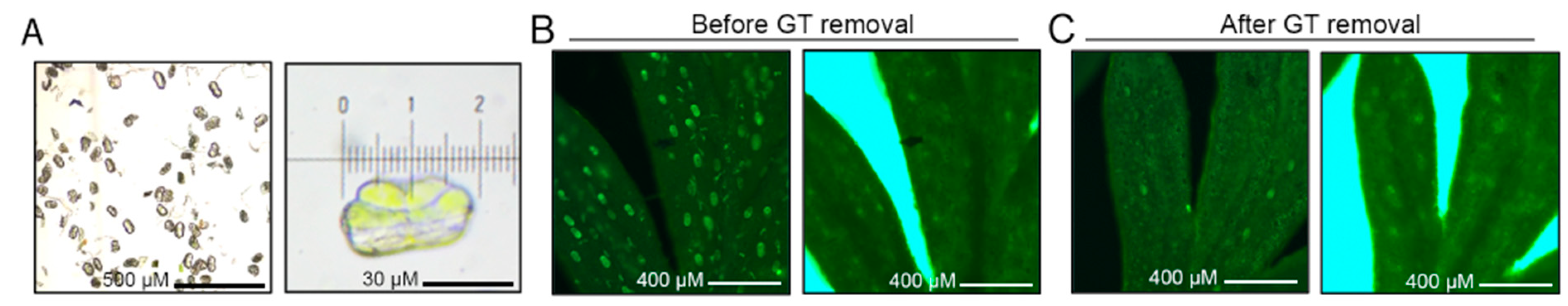 Molecules 26 01194 g001 Molecules 26 01194 g001