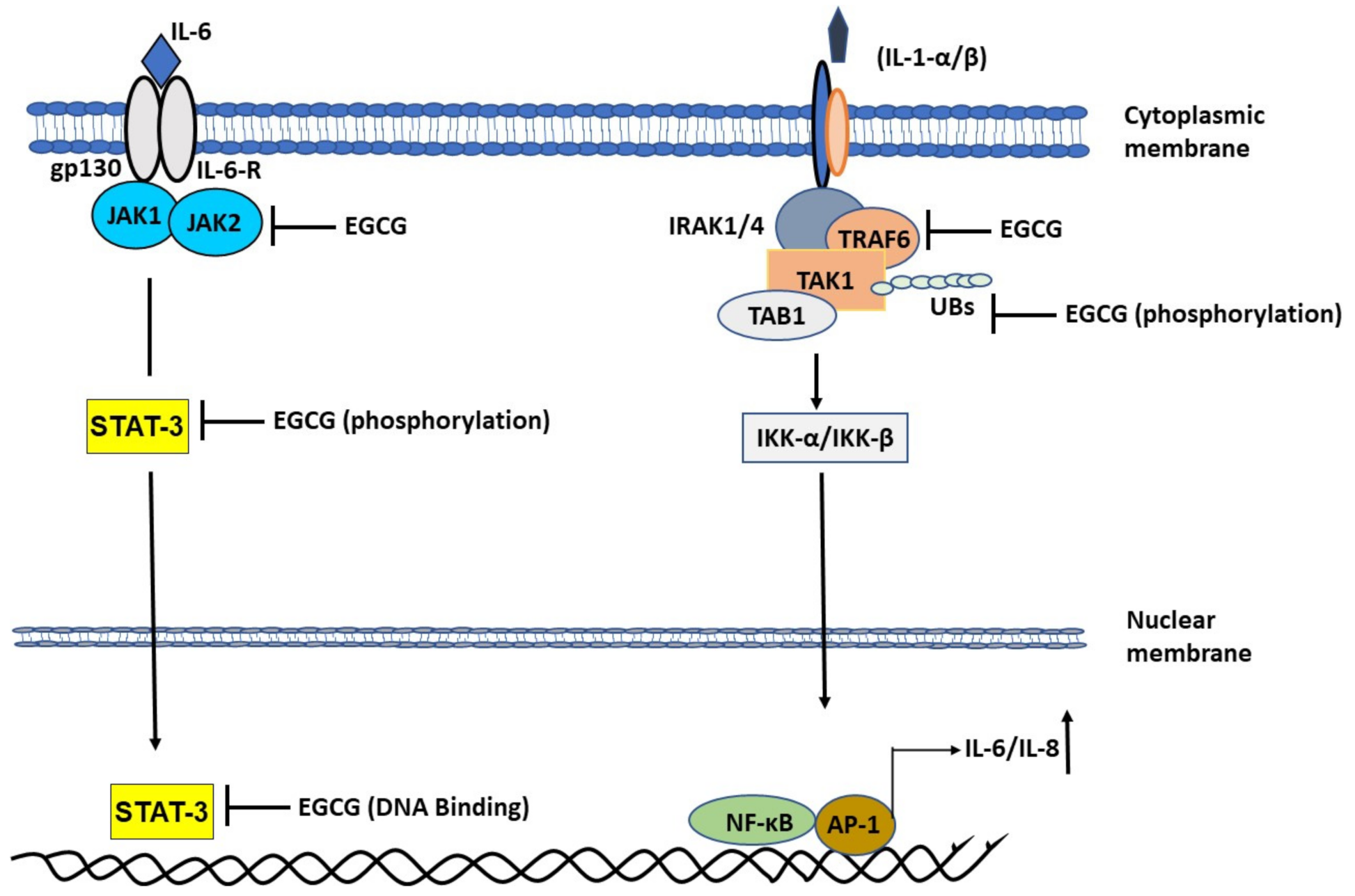 Molecules 26 01200 g002 Molecules 26 01200 g002