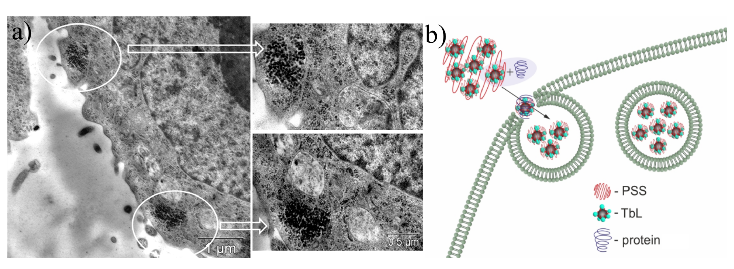 Molecules 26 01214 g014