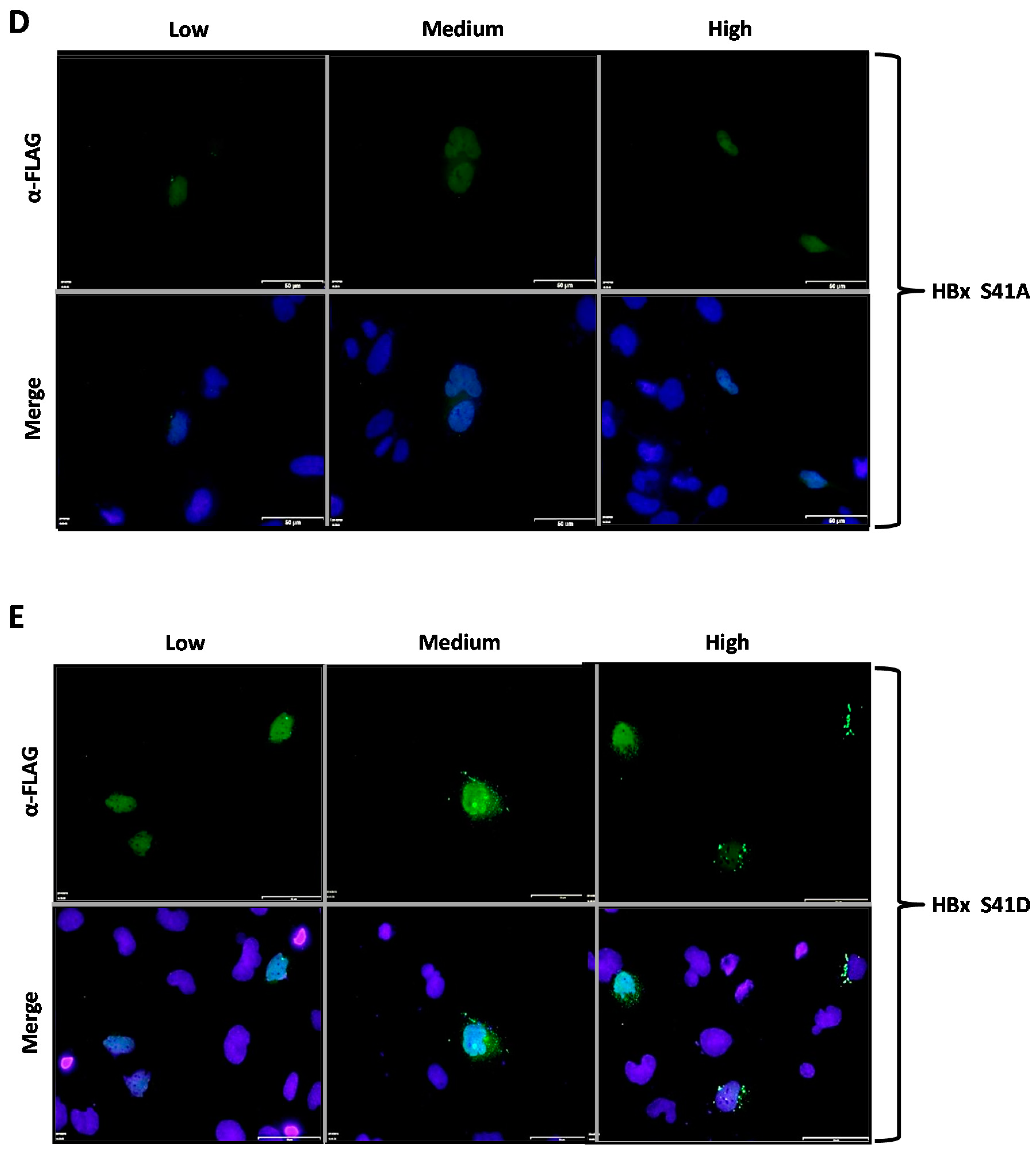 Molecules 26 01254 g002c Molecules 26 01254 g002c