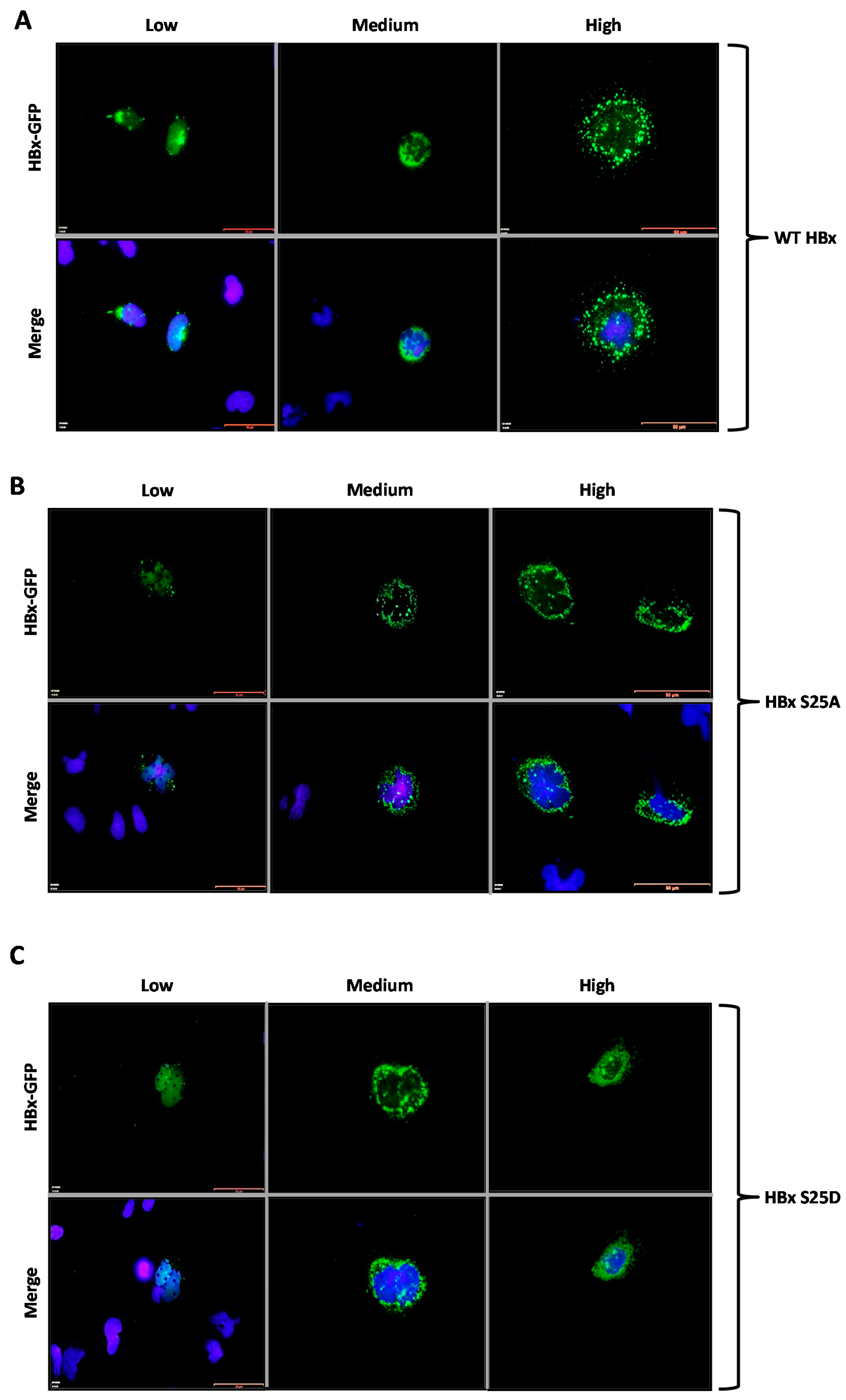 Molecules 26 01254 g003a Molecules 26 01254 g003a
