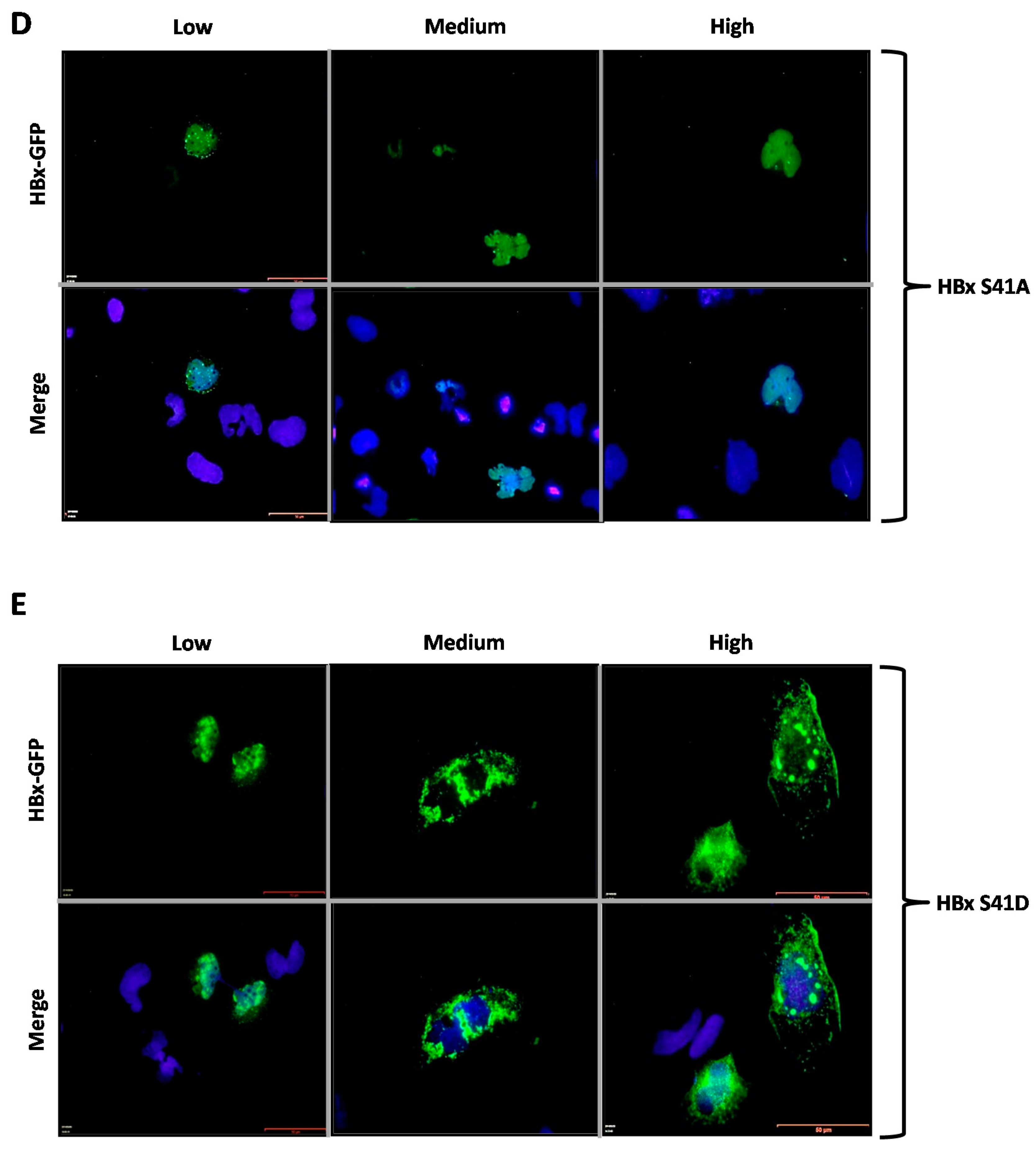 Molecules 26 01254 g003b Molecules 26 01254 g003b