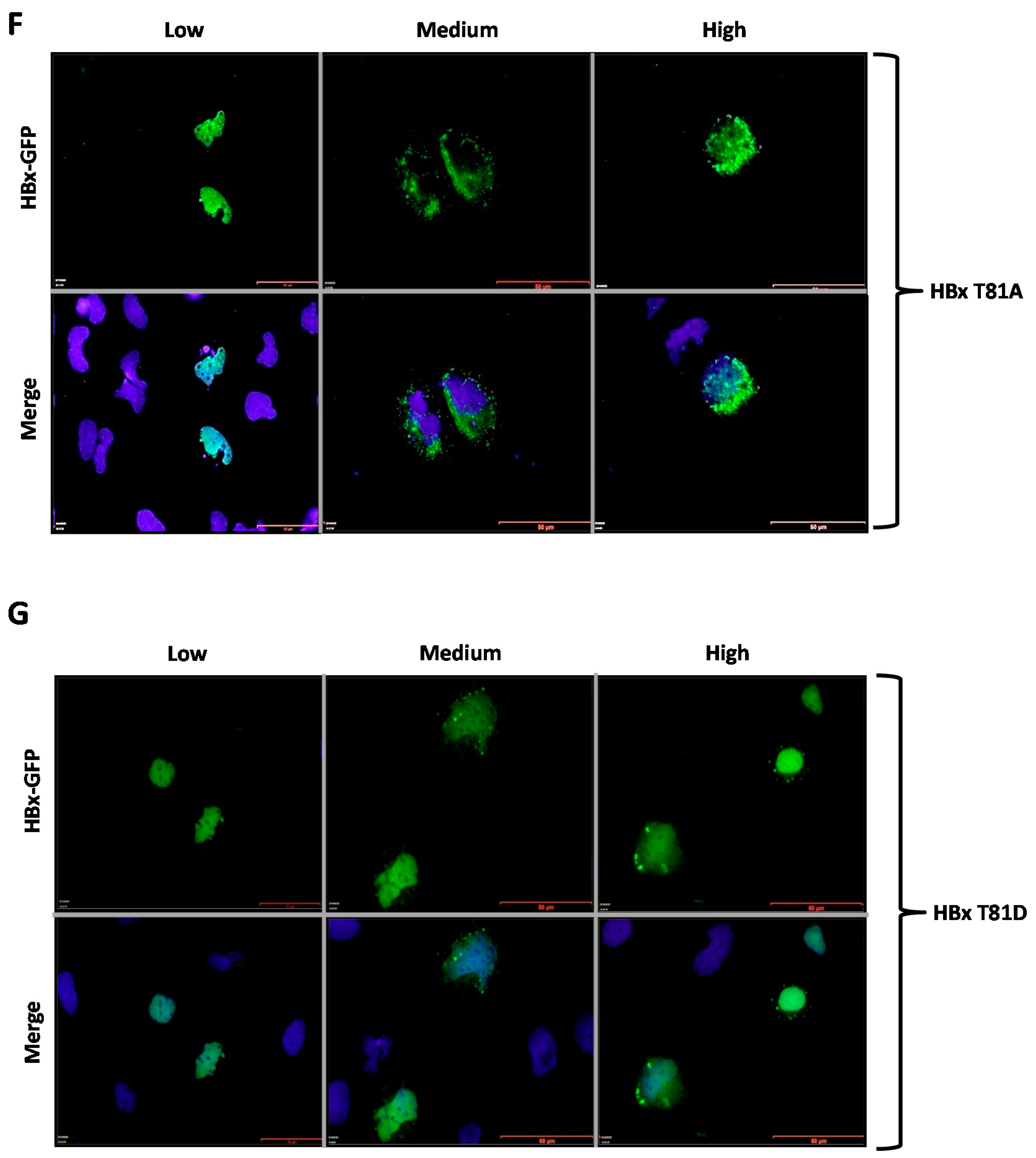 Molecules 26 01254 g003c Molecules 26 01254 g003c
