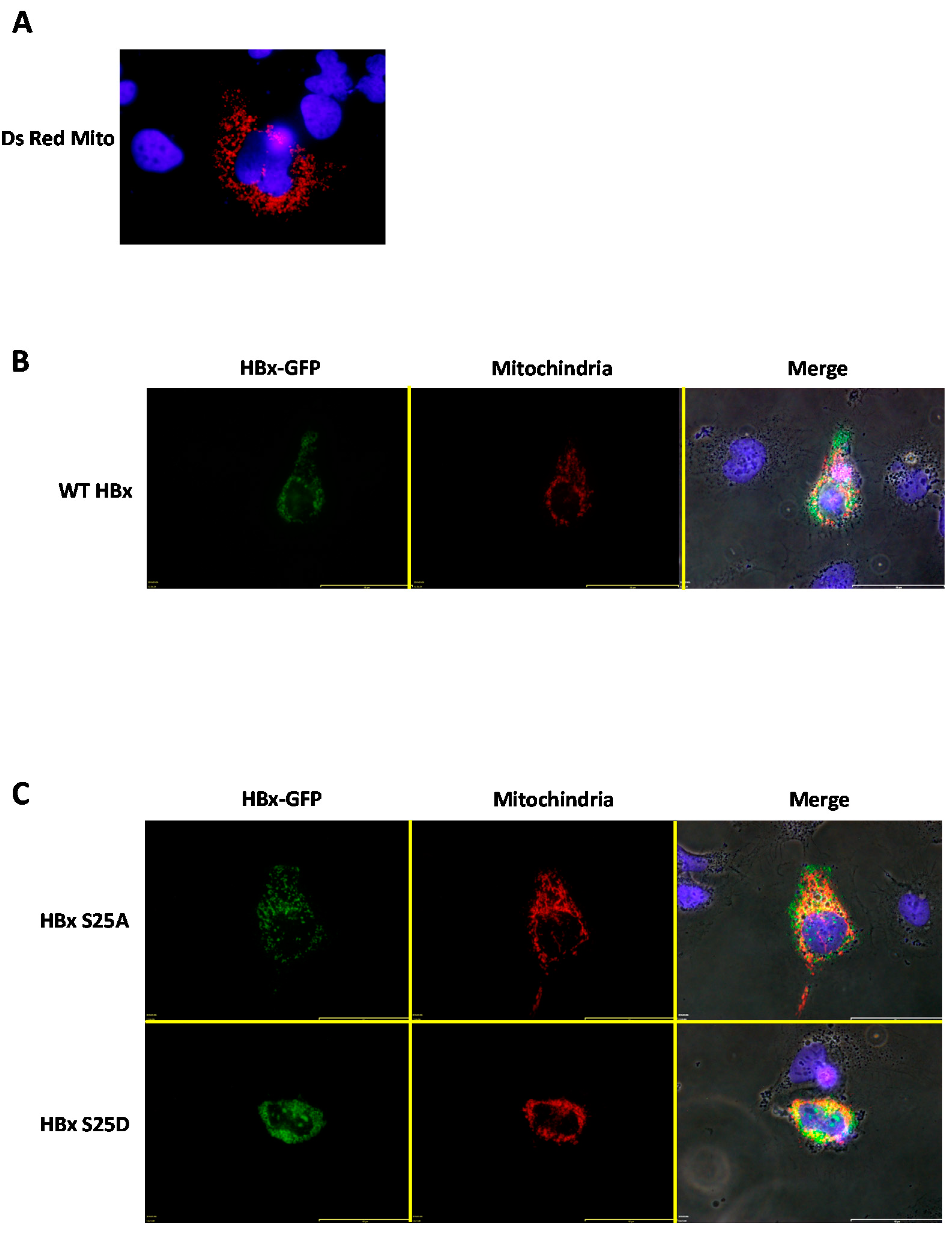 Molecules 26 01254 g004a Molecules 26 01254 g004a