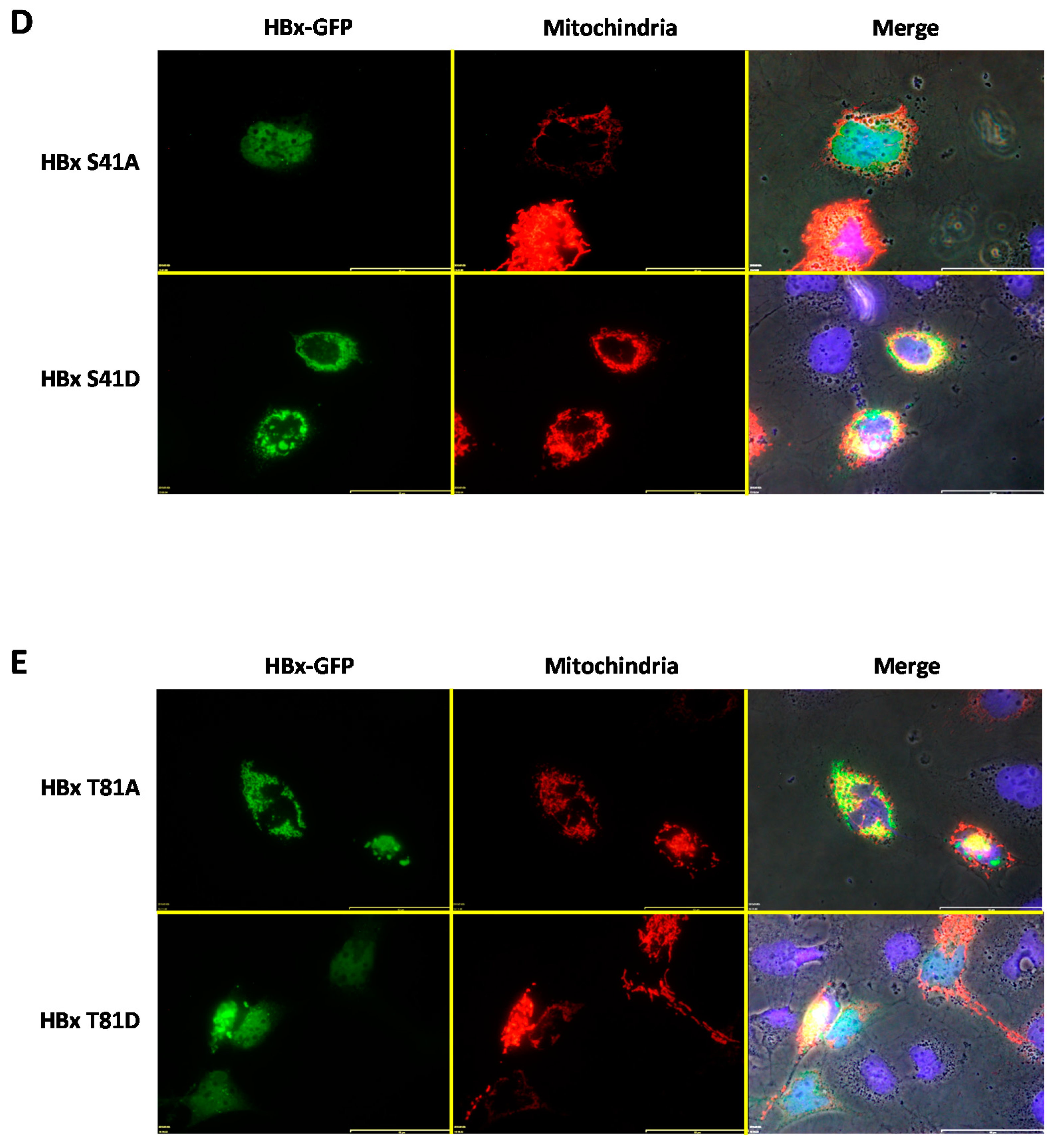Molecules 26 01254 g004b Molecules 26 01254 g004b