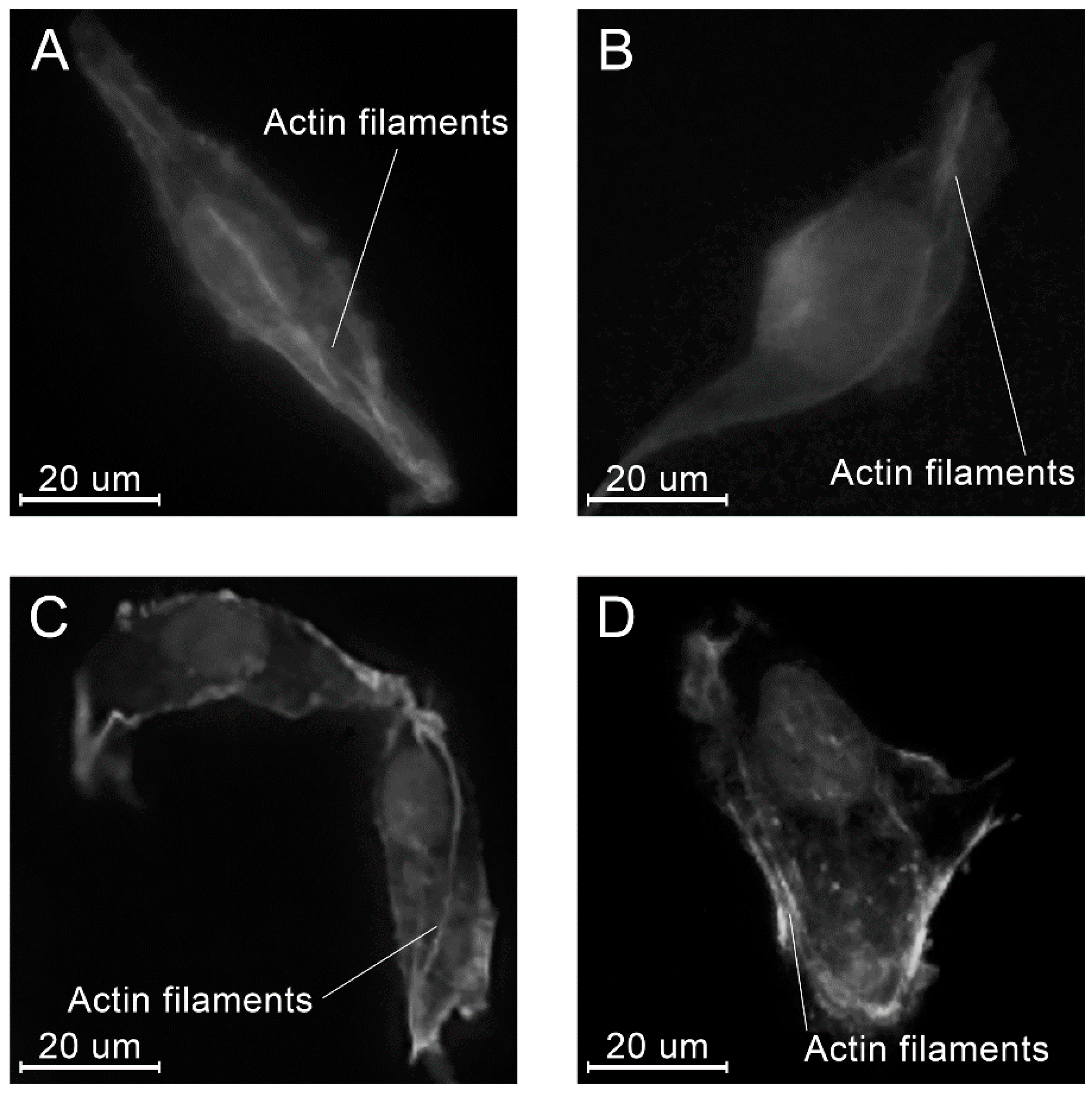 Molecules 26 01256 g016 Molecules 26 01256 g016