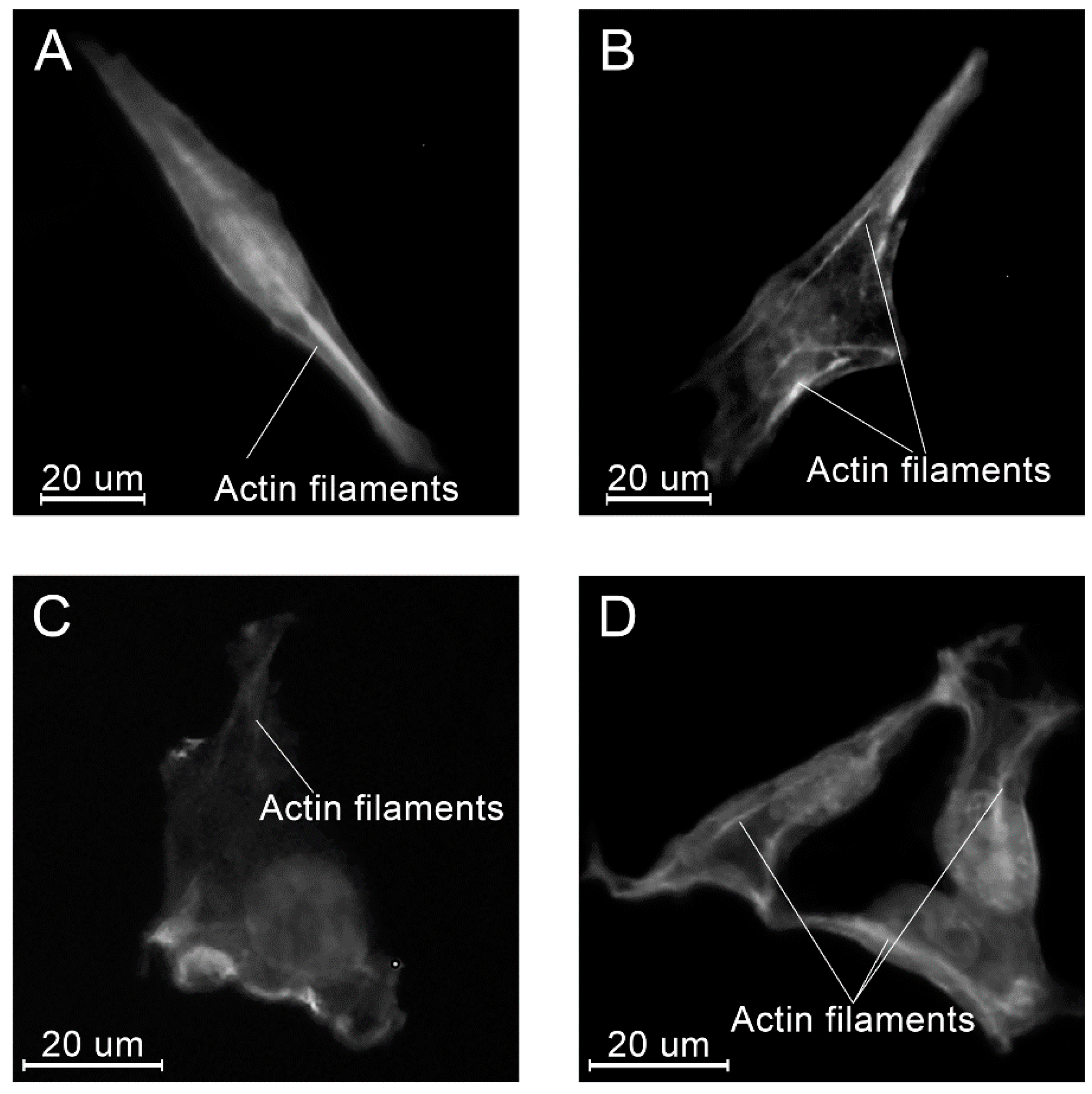 Molecules 26 01256 g017 Molecules 26 01256 g017