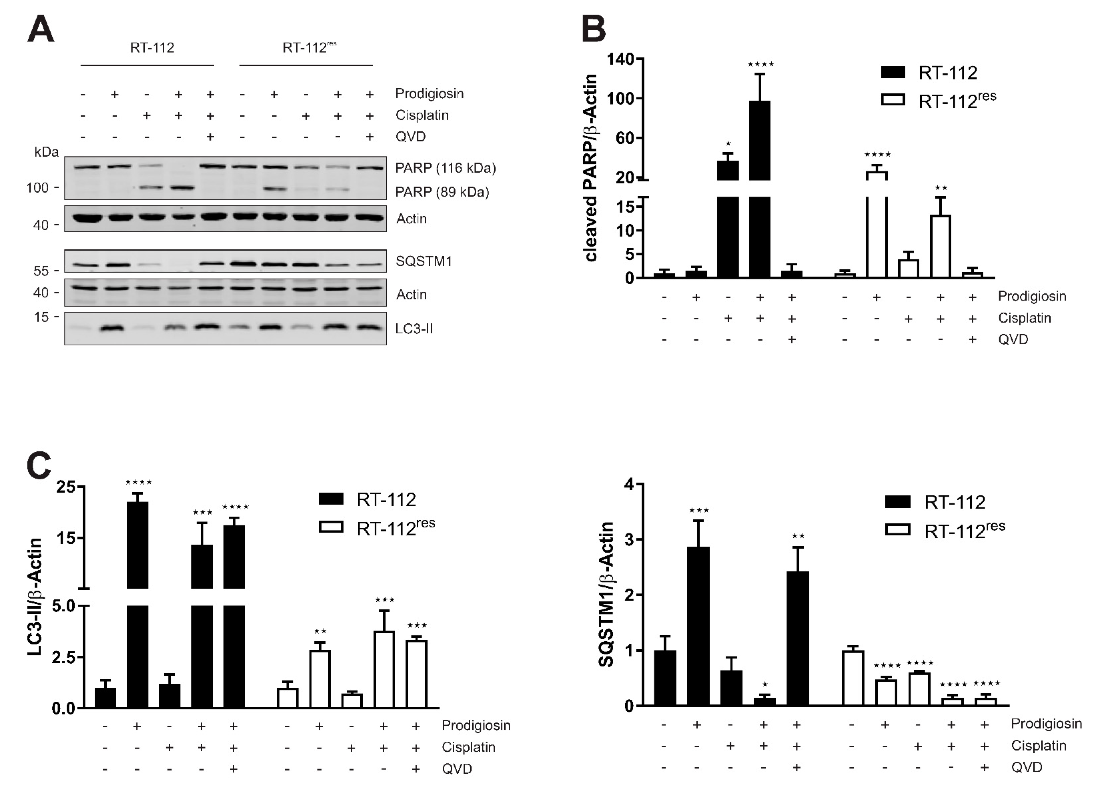 Molecules 26 01294 g006