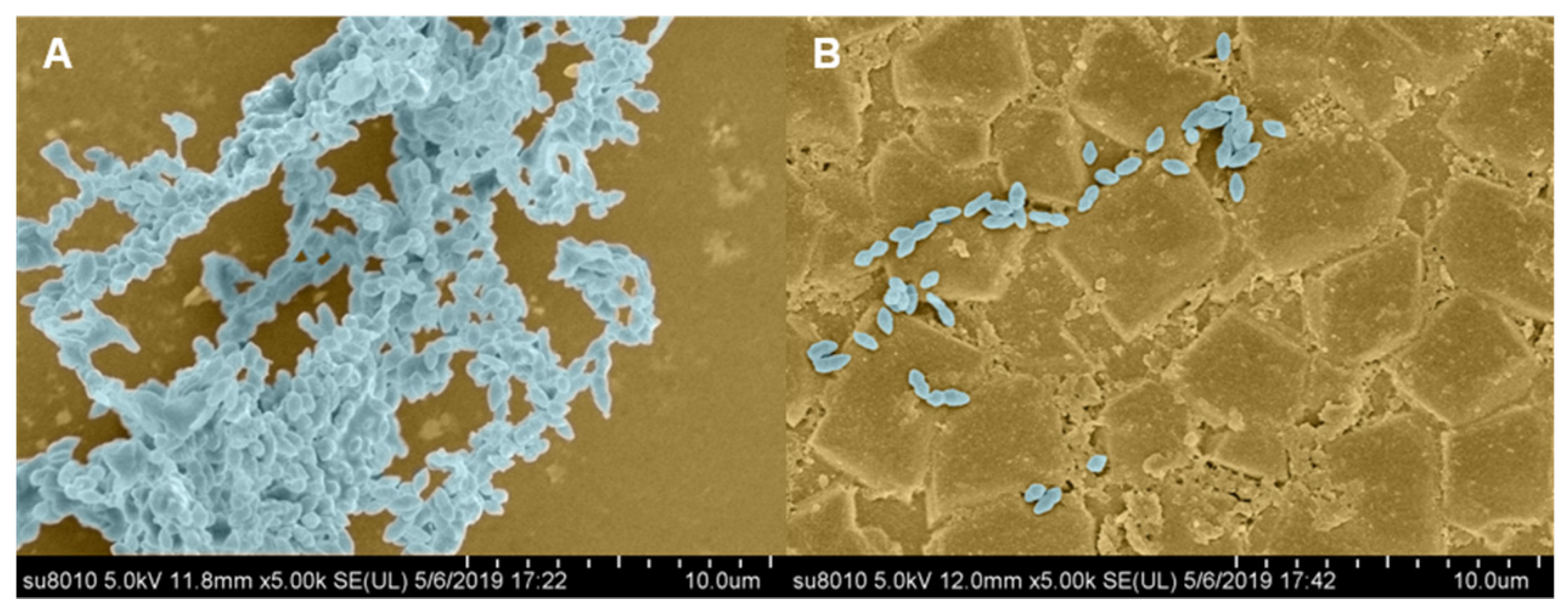 Molecules 26 01295 g007 Molecules 26 01295 g007