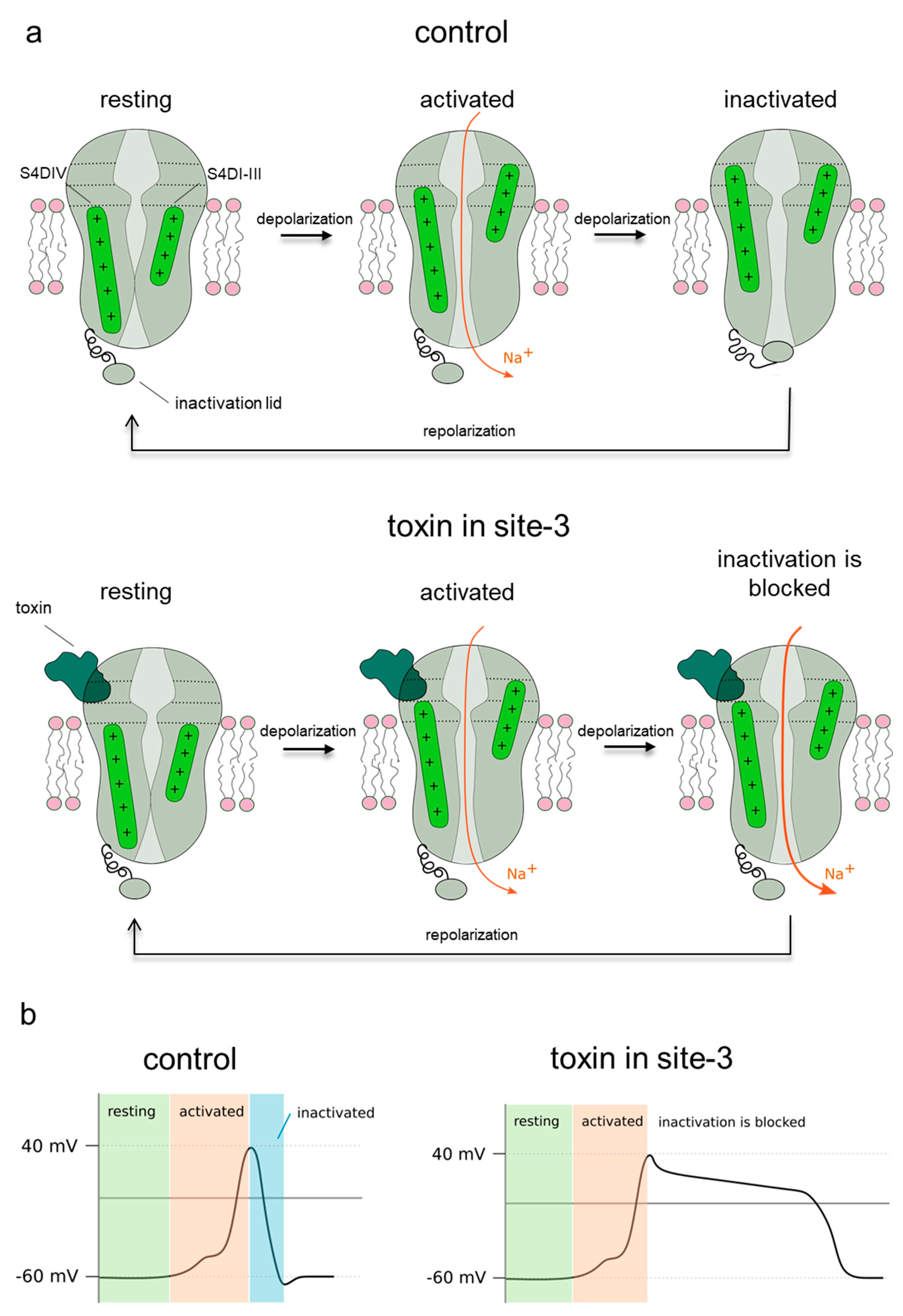 Molecules 26 01302 g008 Molecules 26 01302 g008