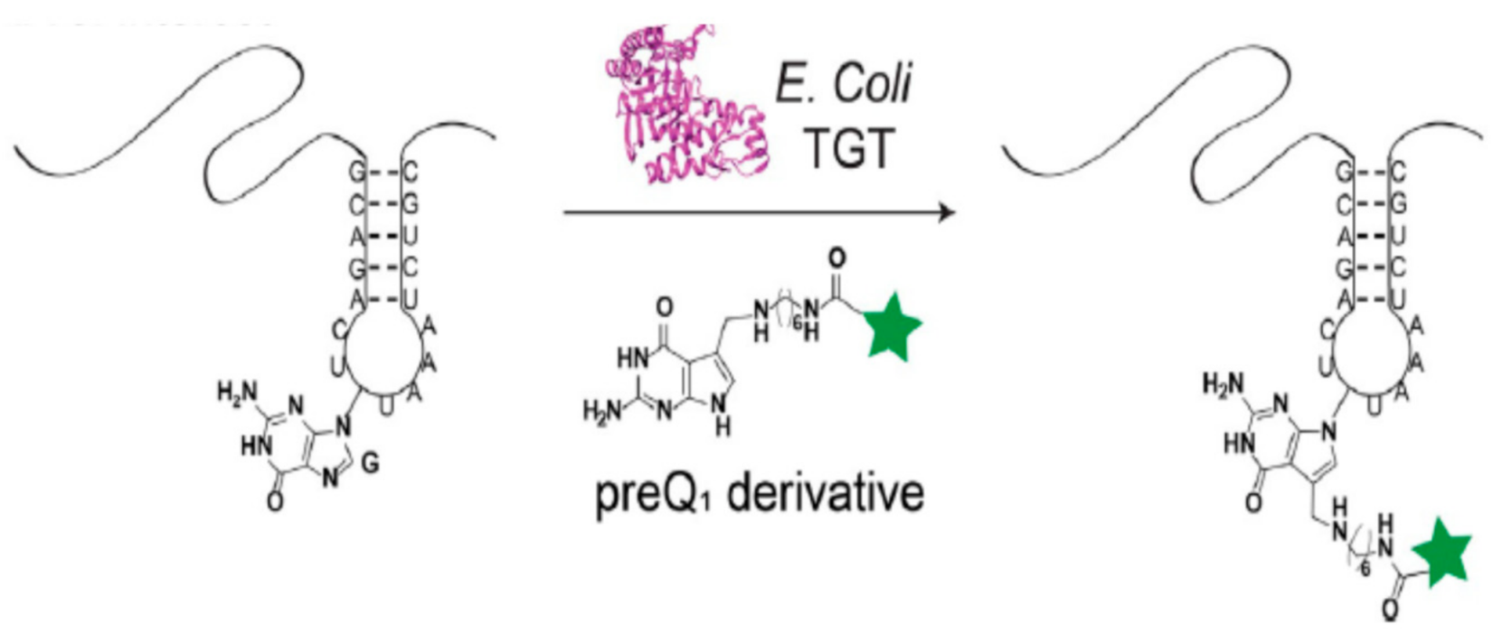 Molecules 26 01341 g004