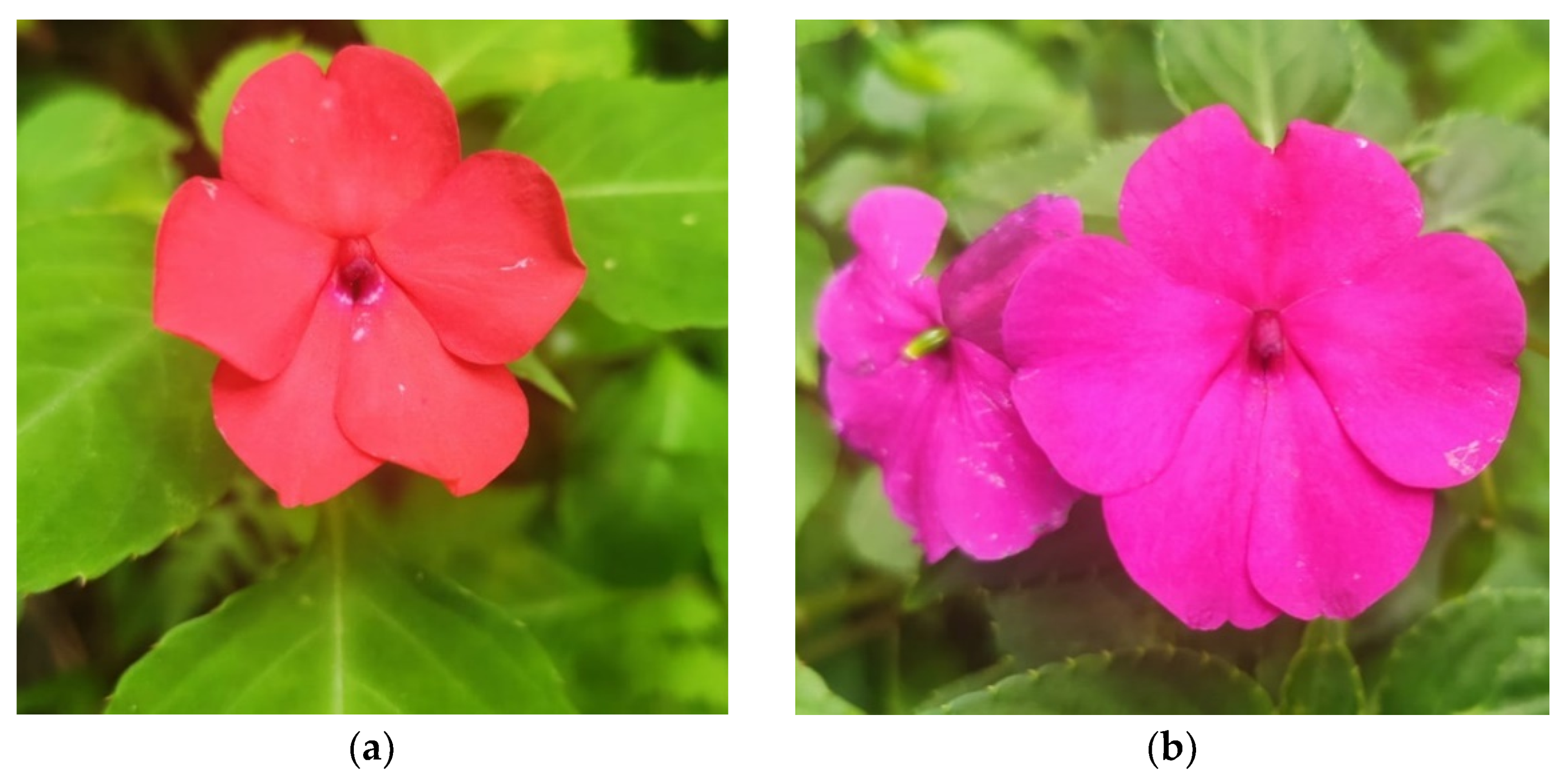 Molecules 26 01347 g001