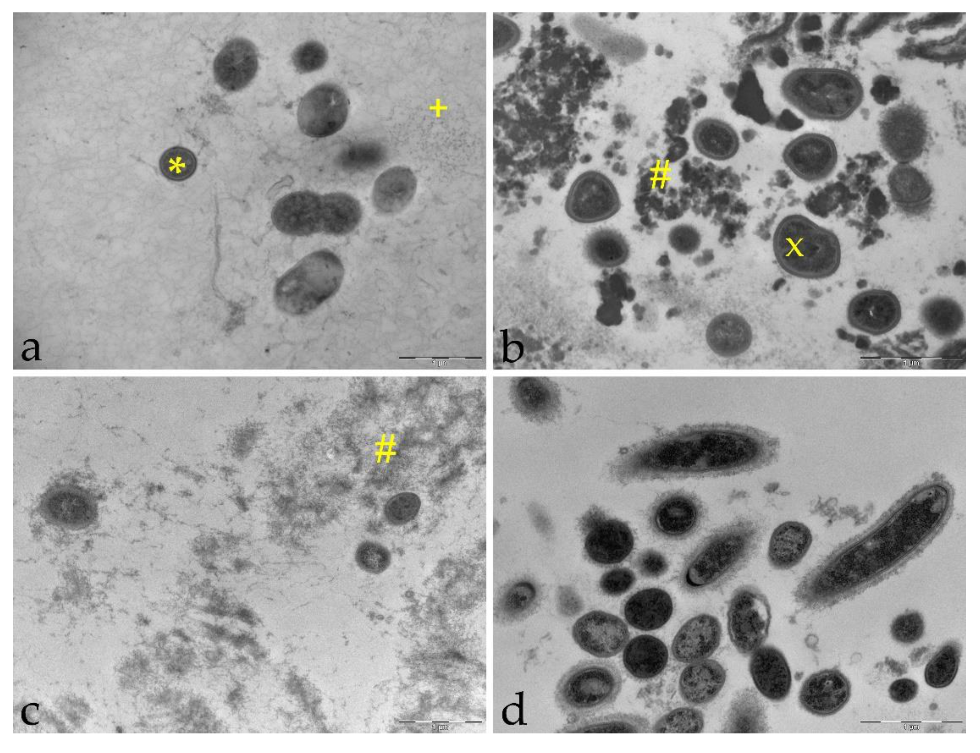 Molecules 26 01351 g005