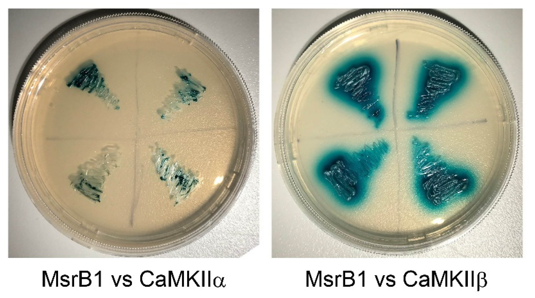 Molecules 26 01372 g002 Molecules 26 01372 g002