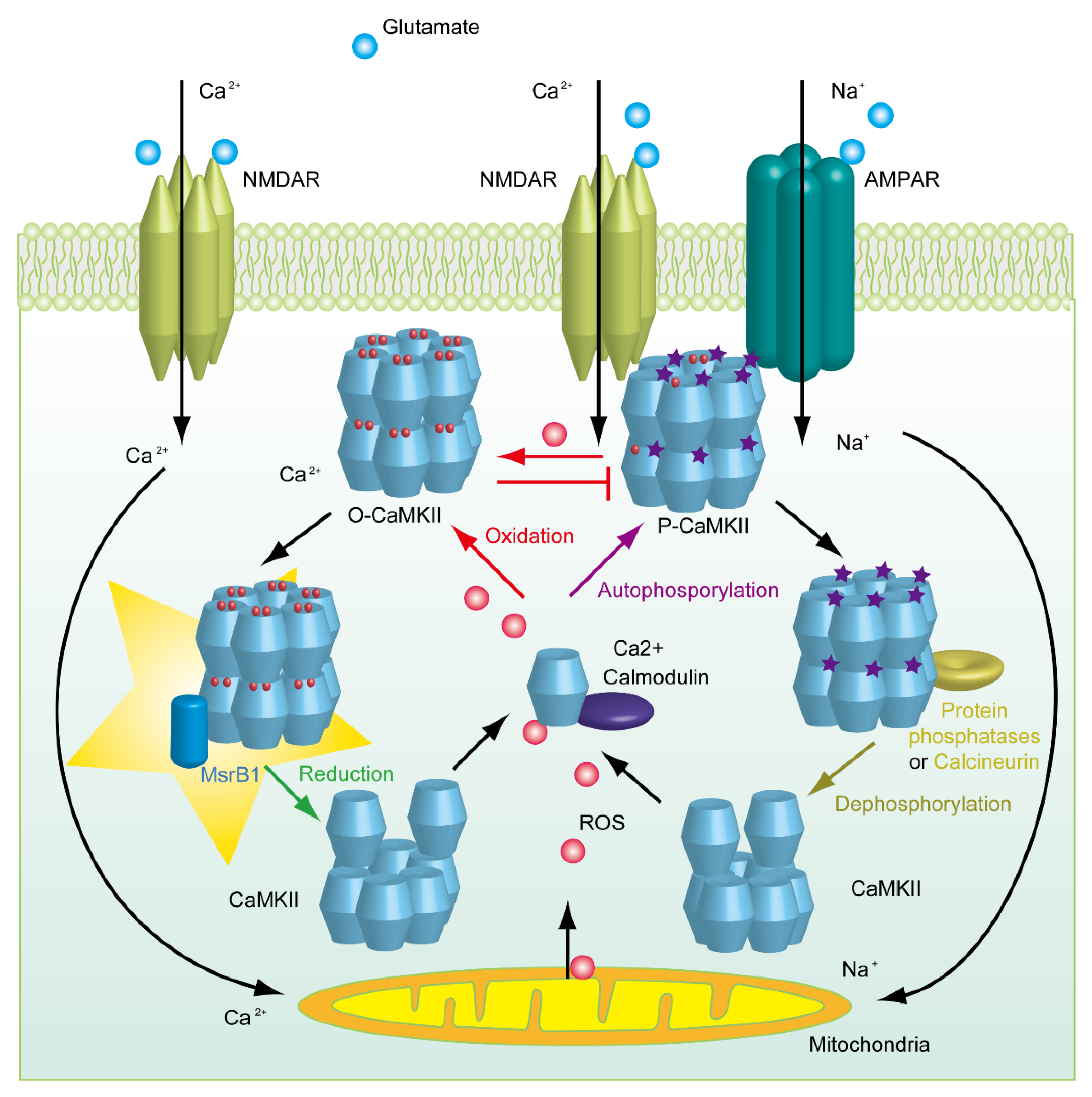 Molecules 26 01372 g003 Molecules 26 01372 g003