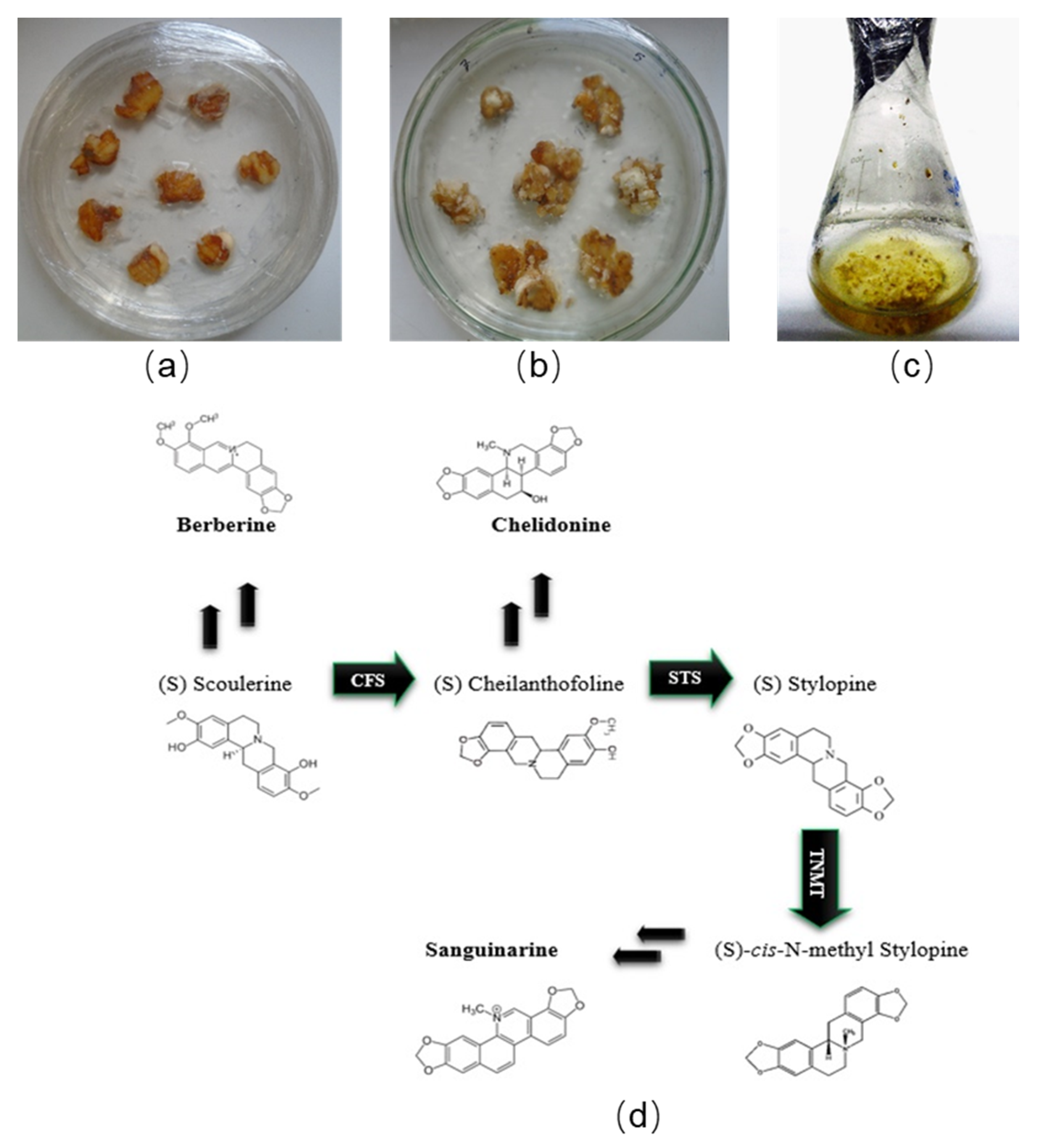 Molecules 26 01395 g001 Molecules 26 01395 g001