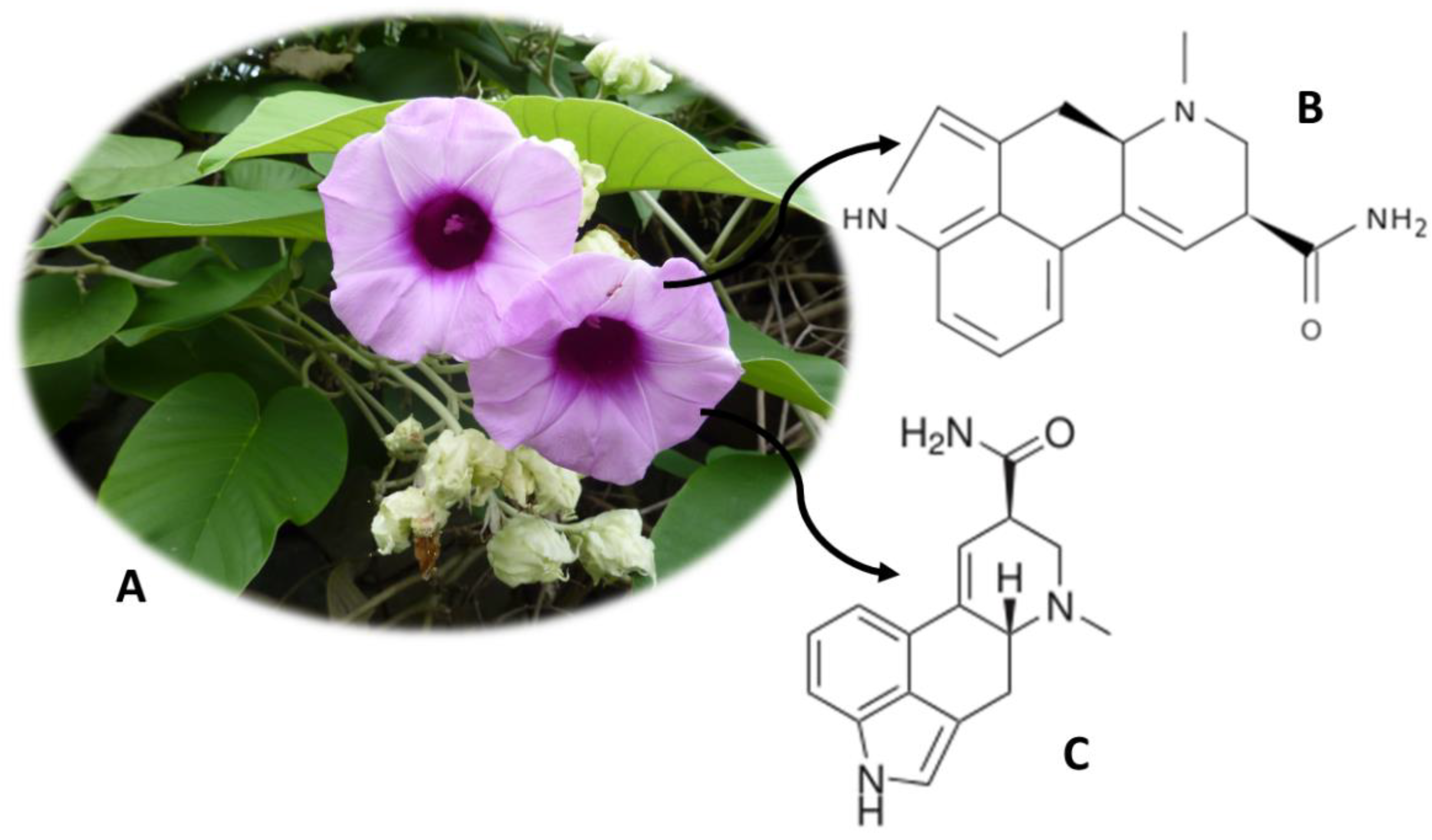Molecules 26 01397 g002