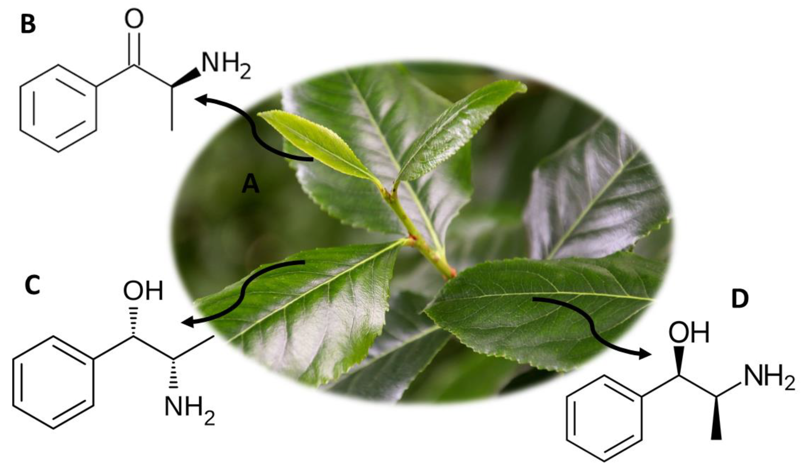 Molecules 26 01397 g004