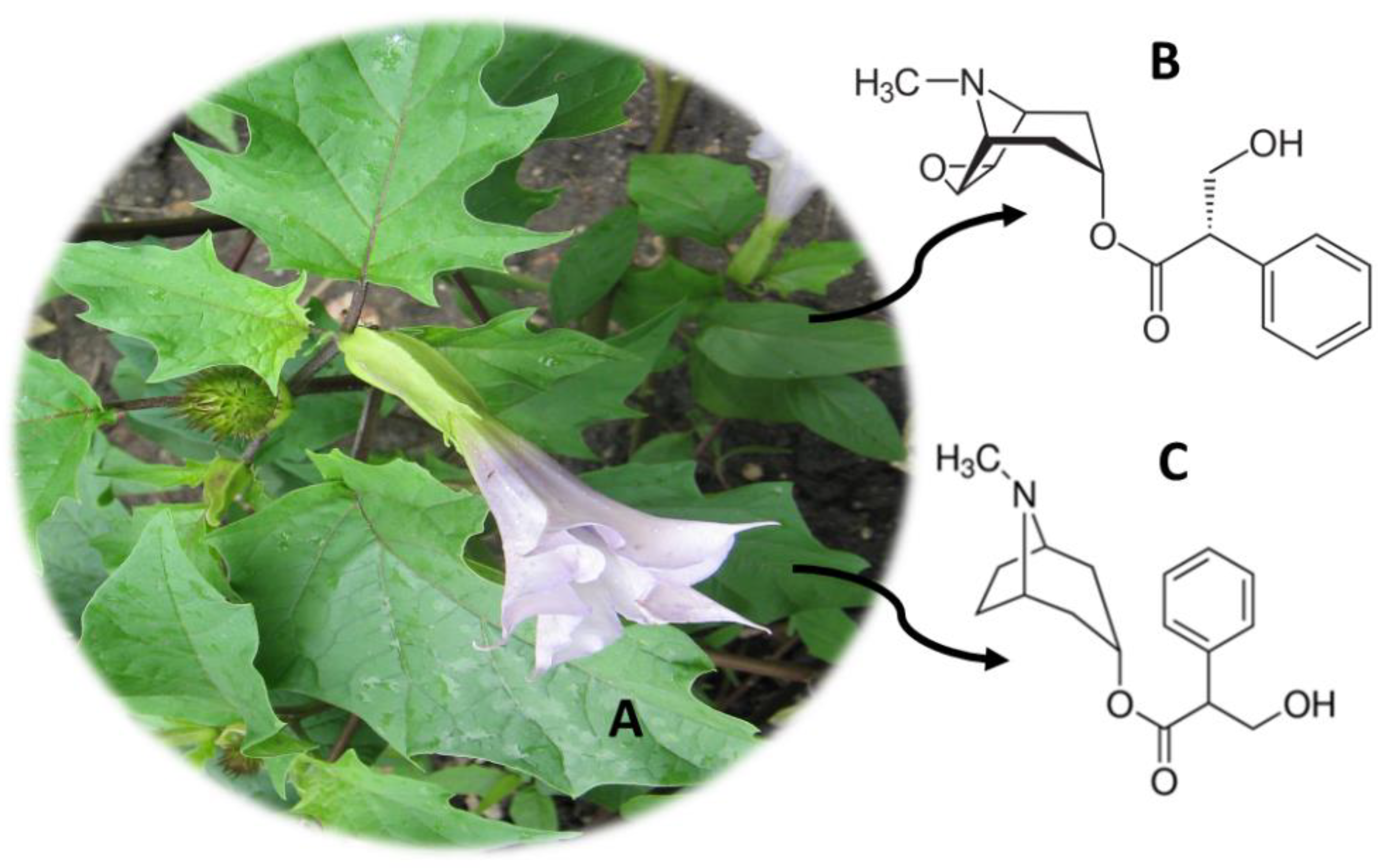 Molecules 26 01397 g005