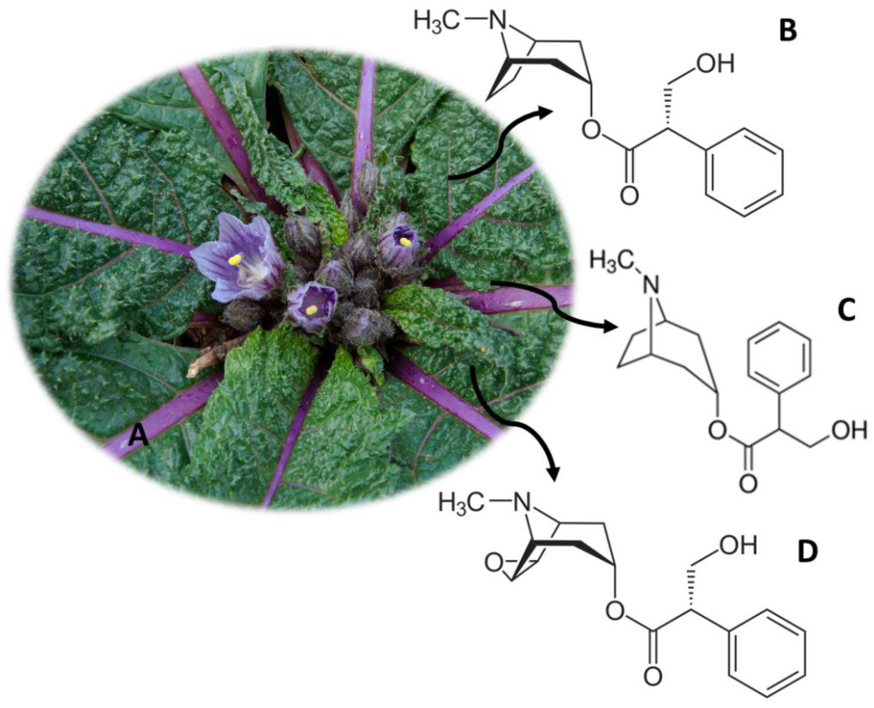 Molecules 26 01397 g006
