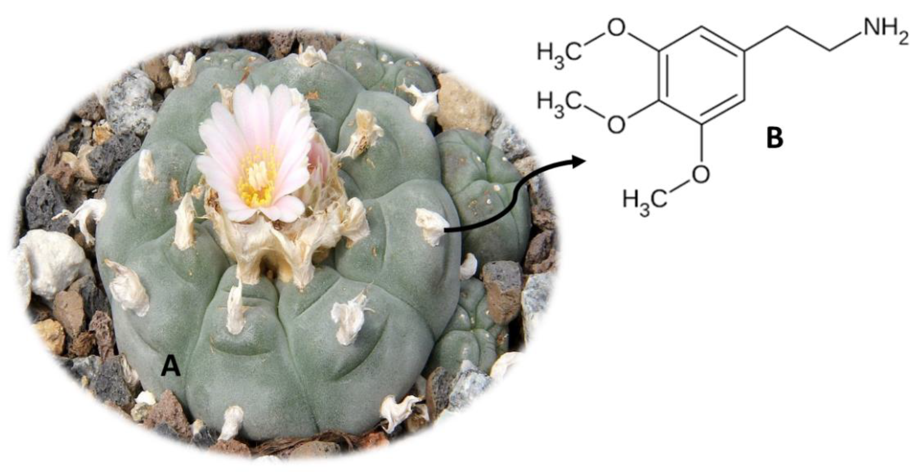 Molecules 26 01397 g007