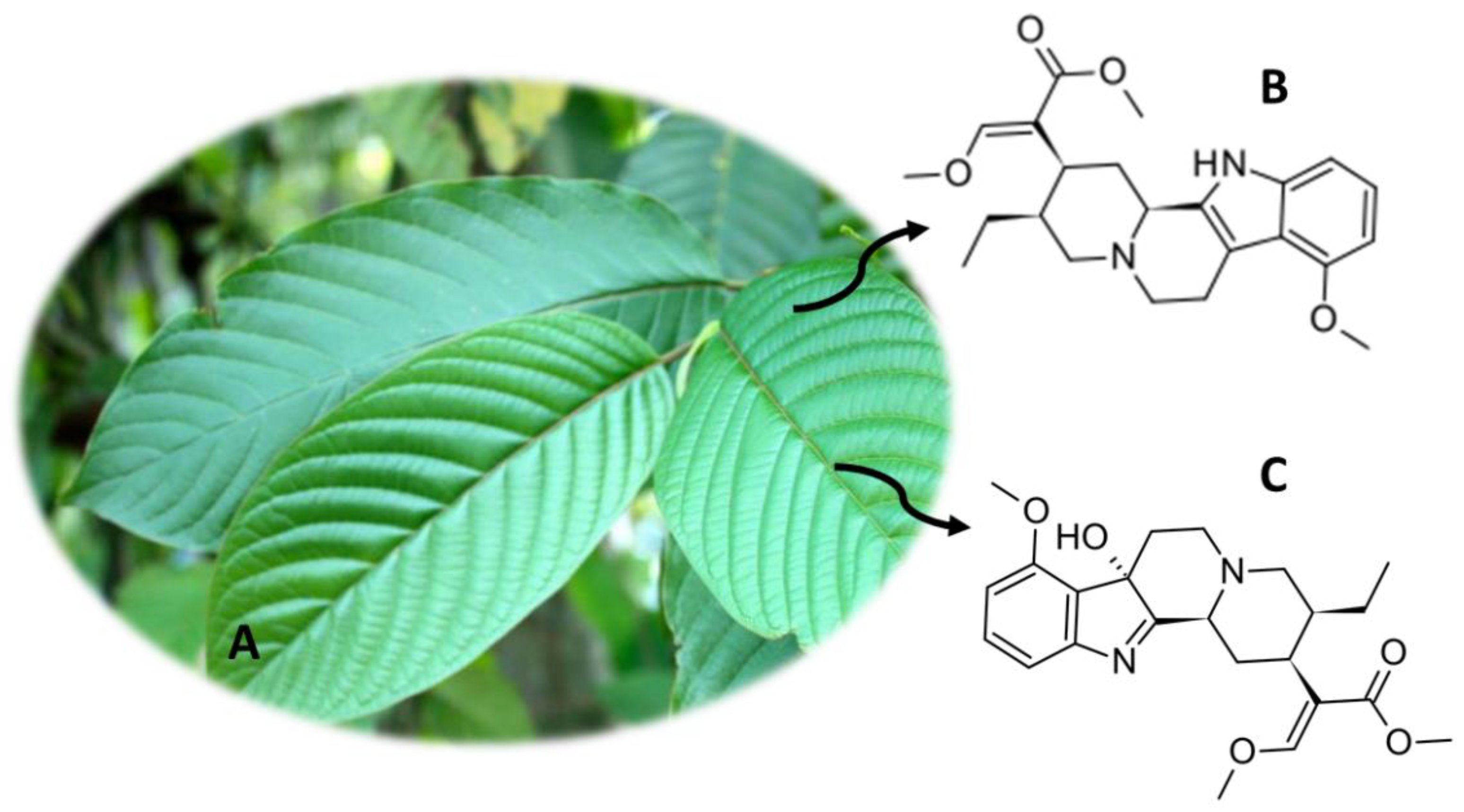 Molecules 26 01397 g008