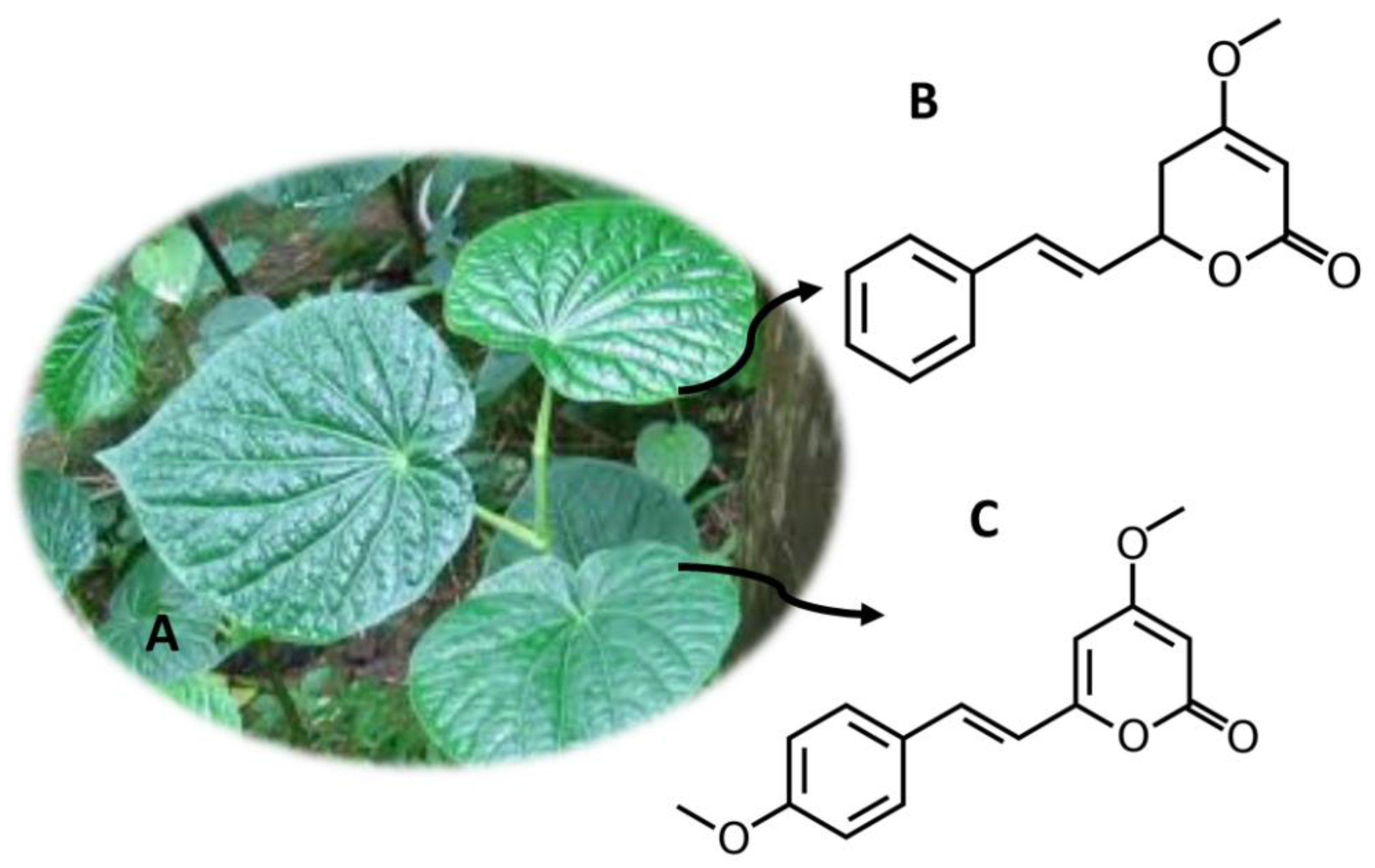 Molecules 26 01397 g009