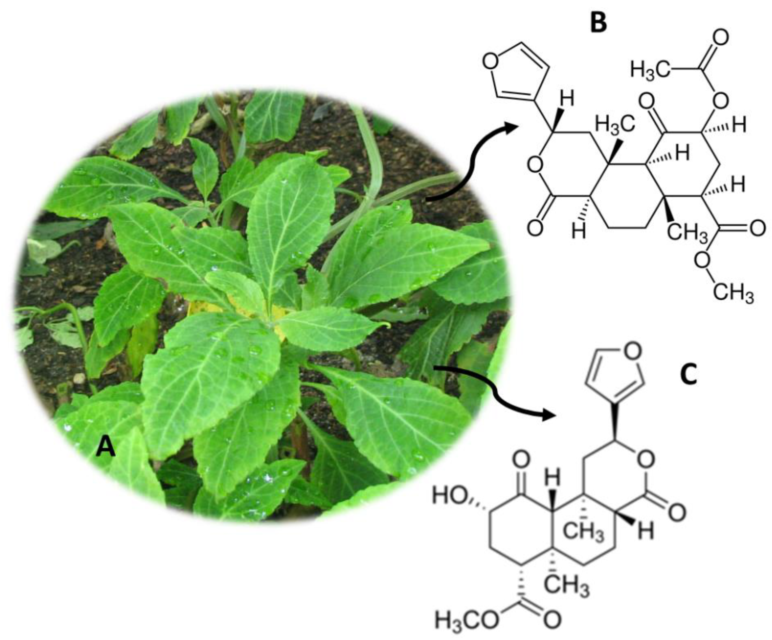 Molecules 26 01397 g011
