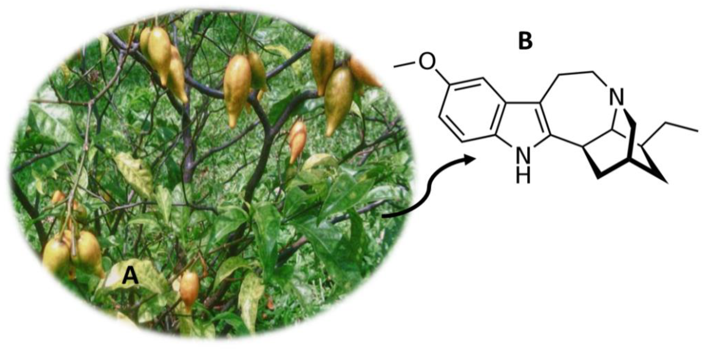 Molecules 26 01397 g012