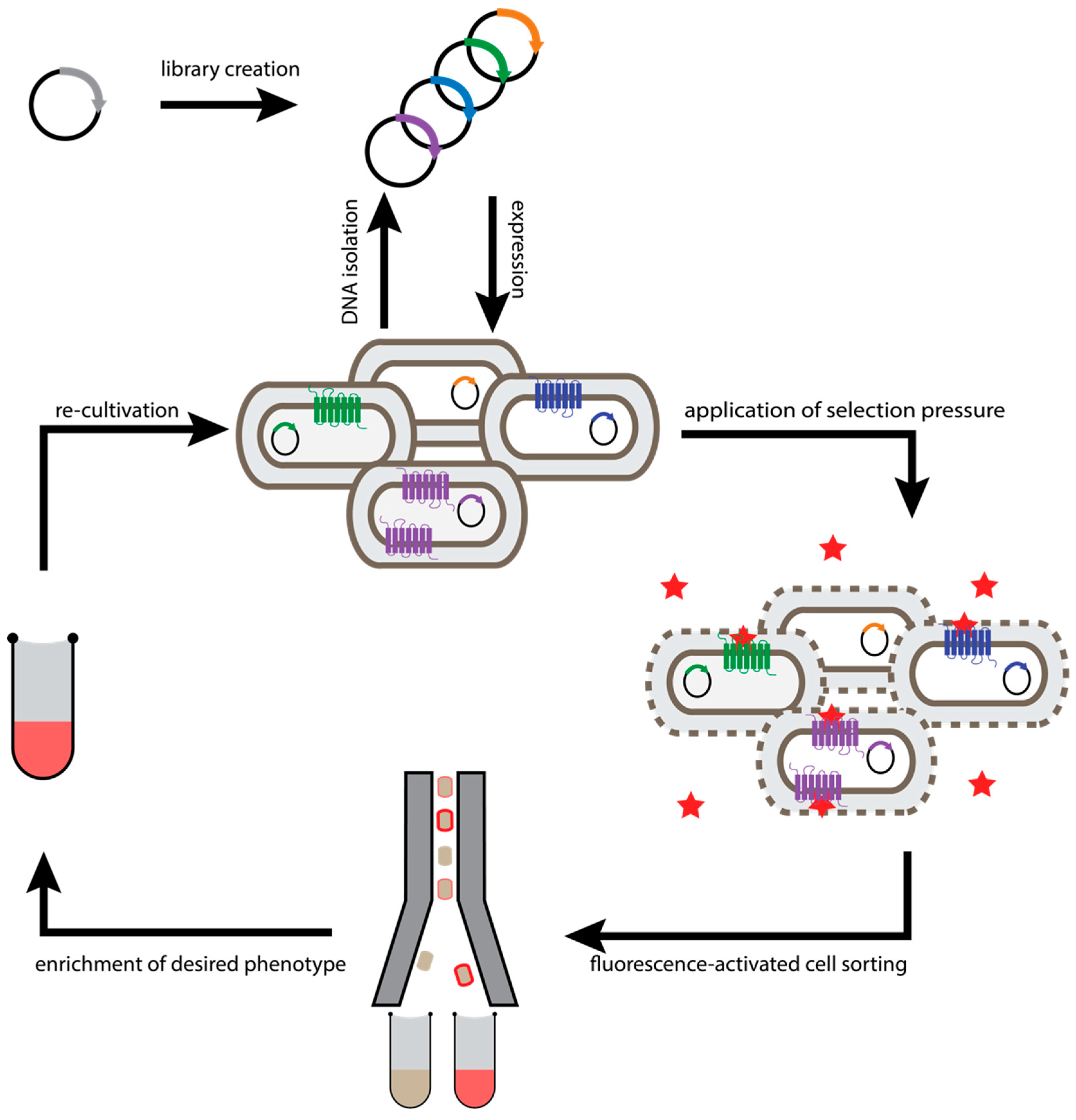 Molecules 26 01465 g001