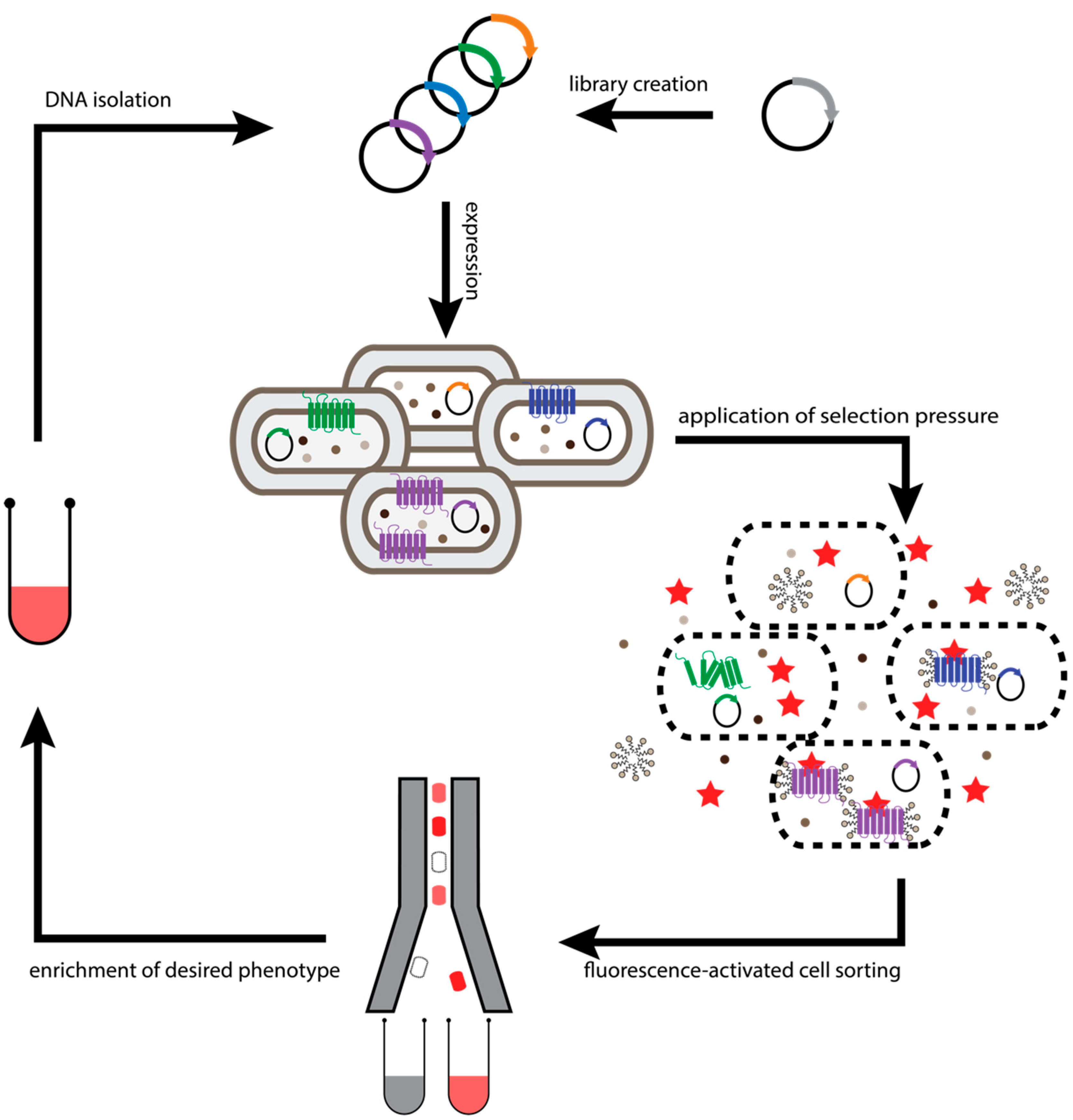 Molecules 26 01465 g003