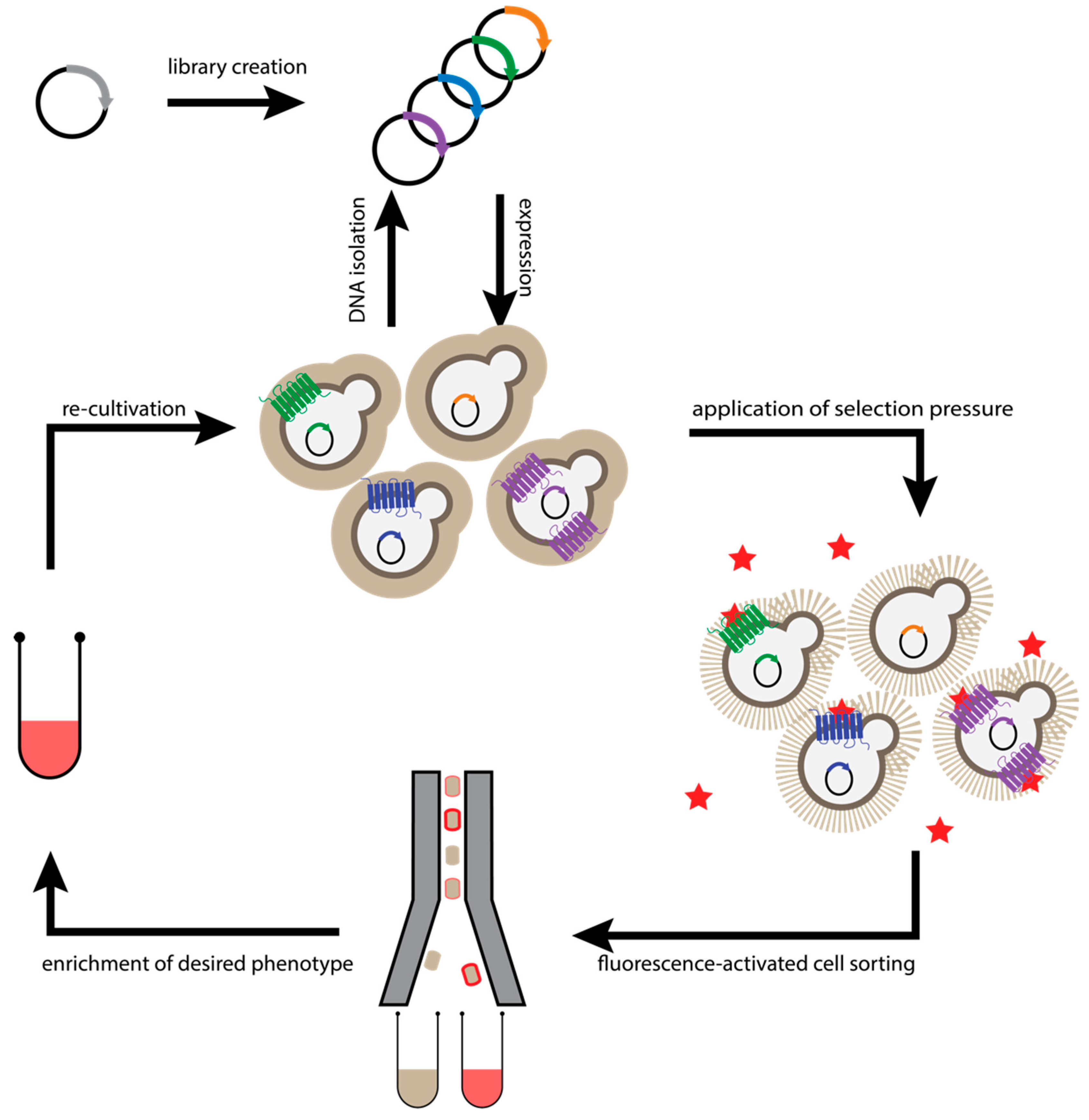 Molecules 26 01465 g004
