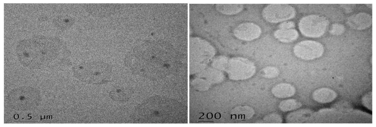 Molecules 26 01485 g005 Molecules 26 01485 g005